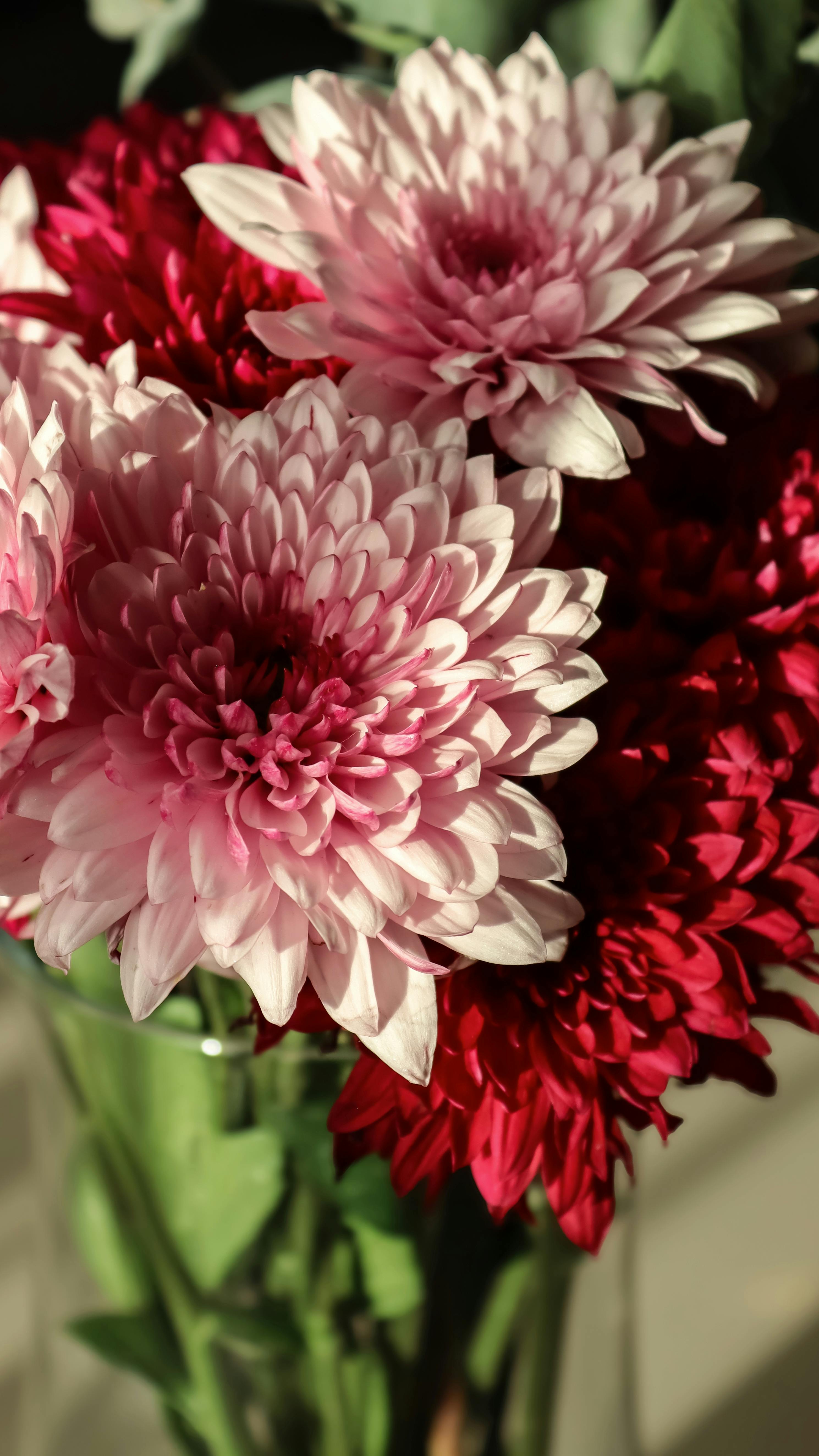 Kostenlos Nahaufnahme von rosa und roten Chrysanthemen im Sonnenlicht, die die leuchtenden Blütenblätter zur Geltung bringt. Stock-Foto