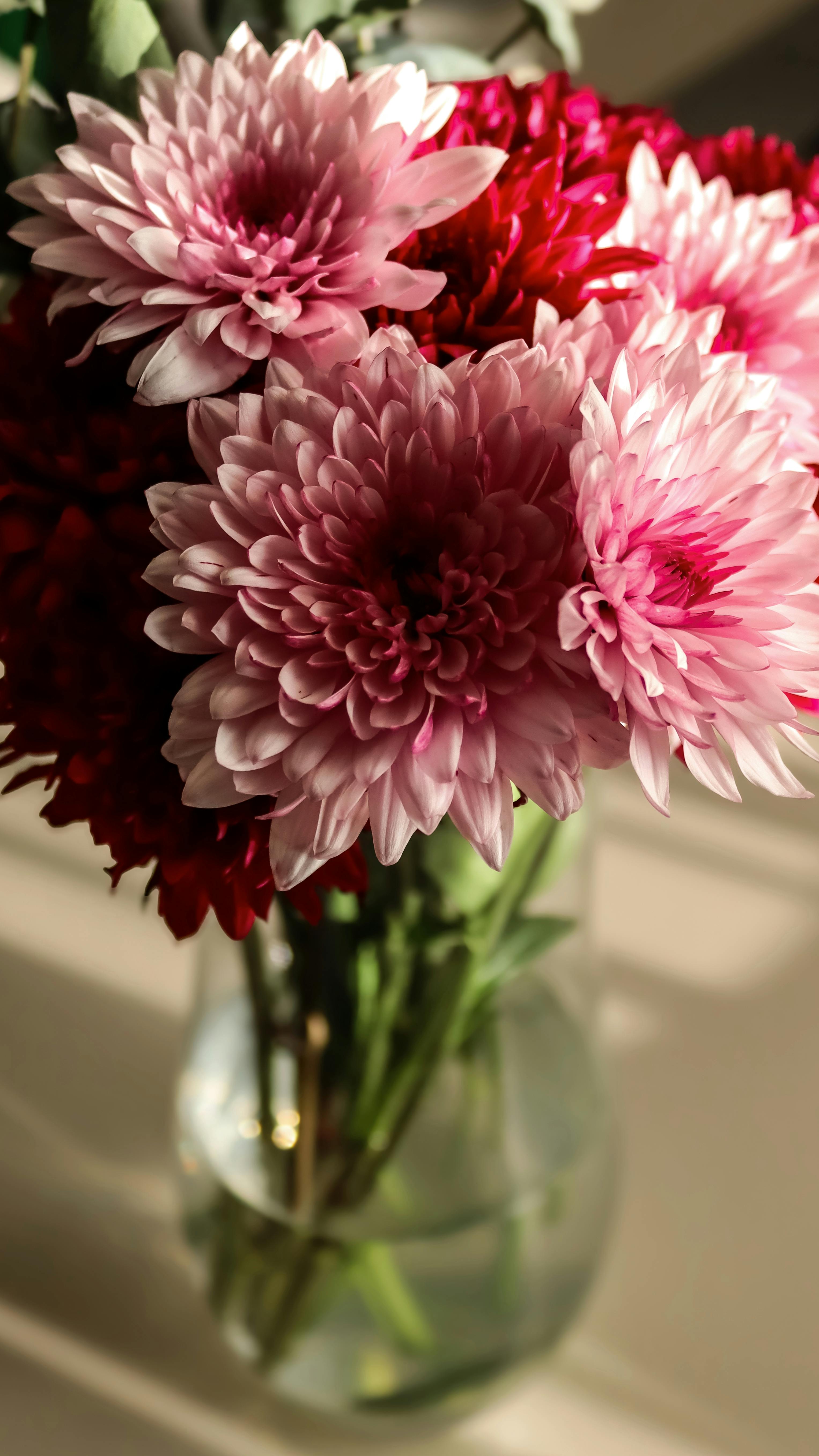 Kostenlos Ein leuchtender Strauß rosa und roter Chrysanthemen in einer Vase, in natürliches Licht getaucht. Stock-Foto