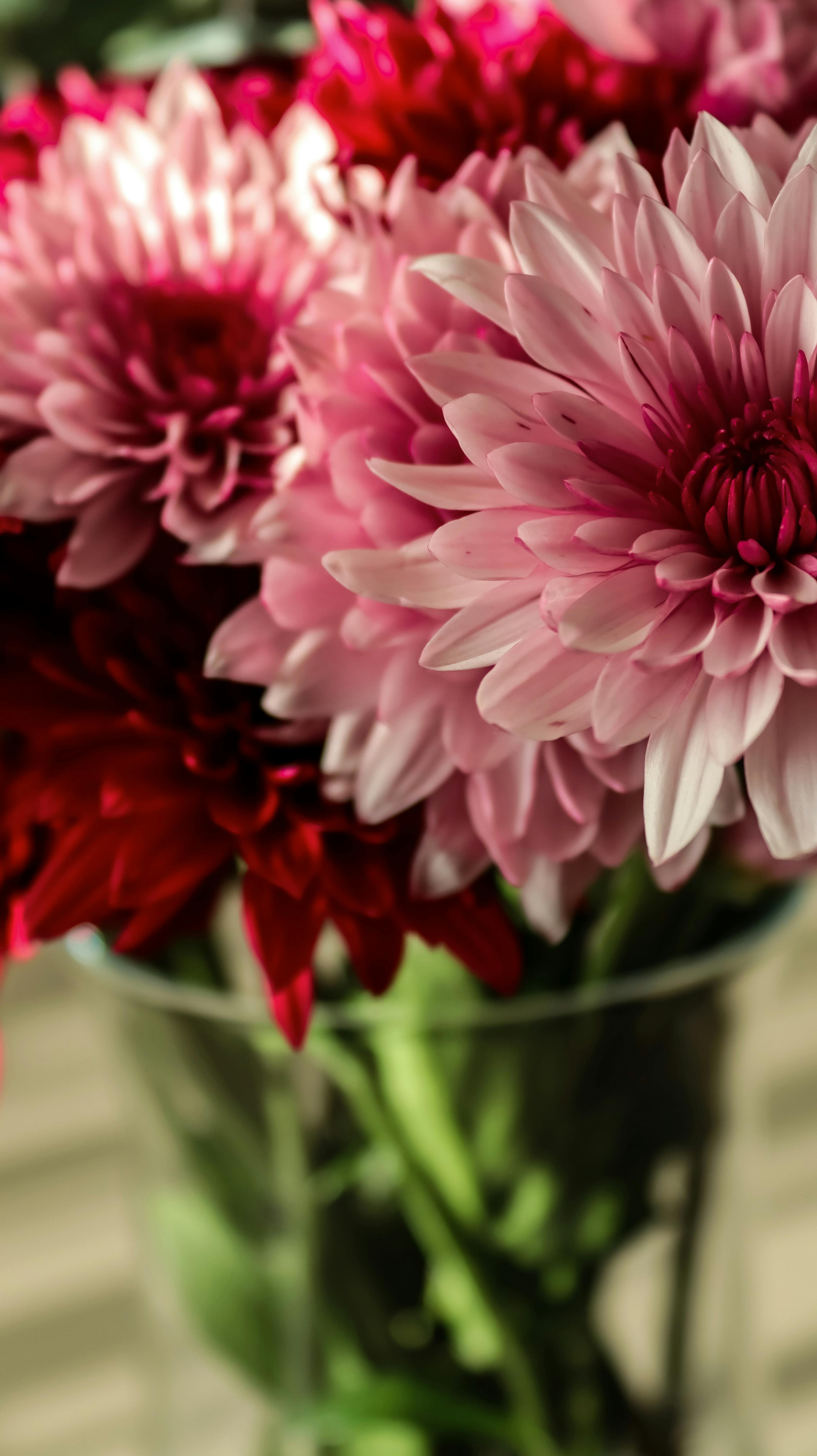 Kostenlos Nahaufnahme von leuchtend pinken und roten Chrysanthemen in einer Vase mit üppigen Blütenblättern. Stock-Foto