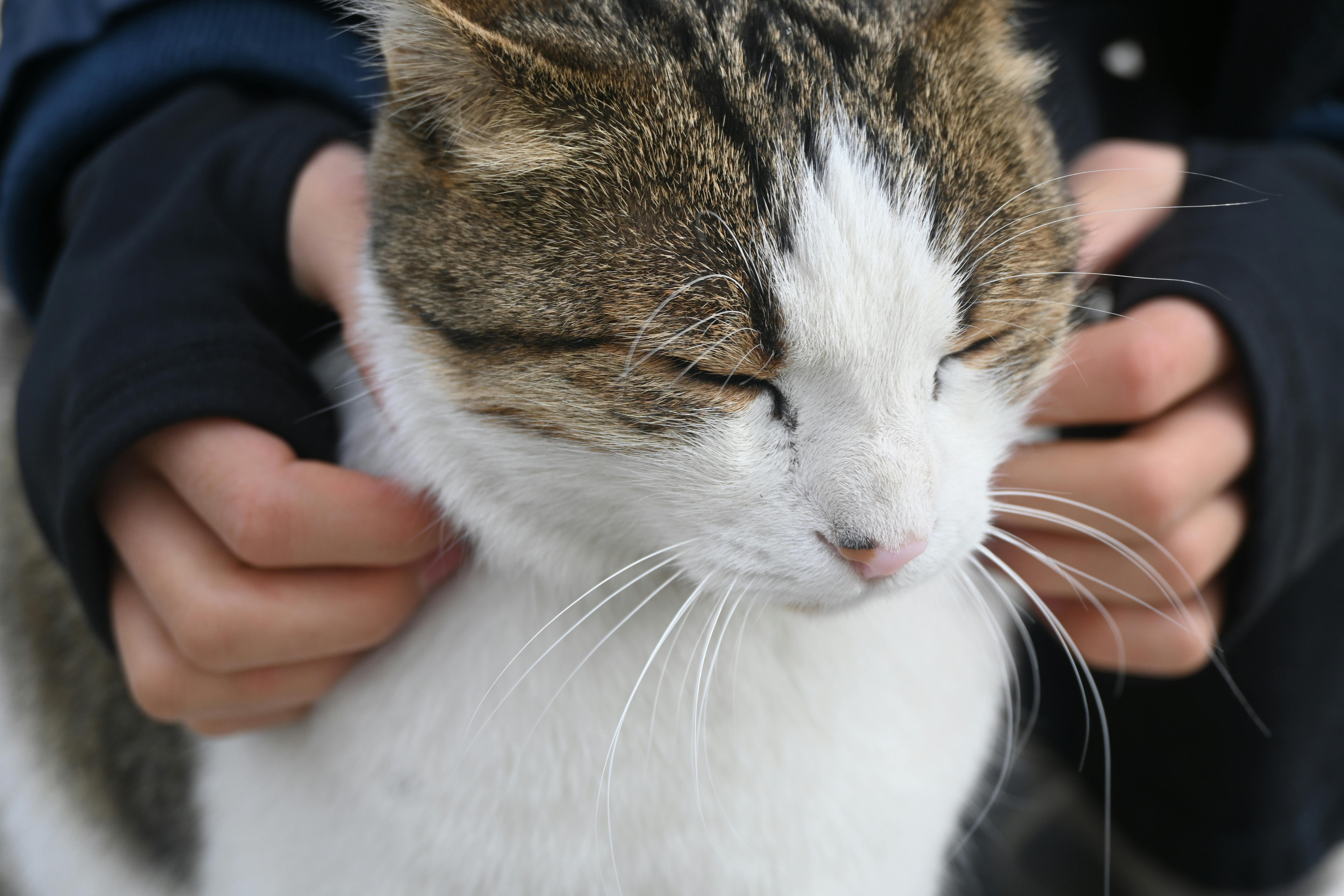 Kostenlos Kostenloses Stock Foto zu asien, außeneinstellung, berühren Stock-Foto