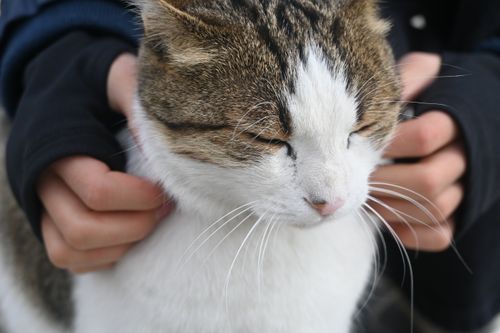 Free Content calico cat being gently stroked by human hands outdoors in Konya, capturing a peaceful moment. Stock Photo