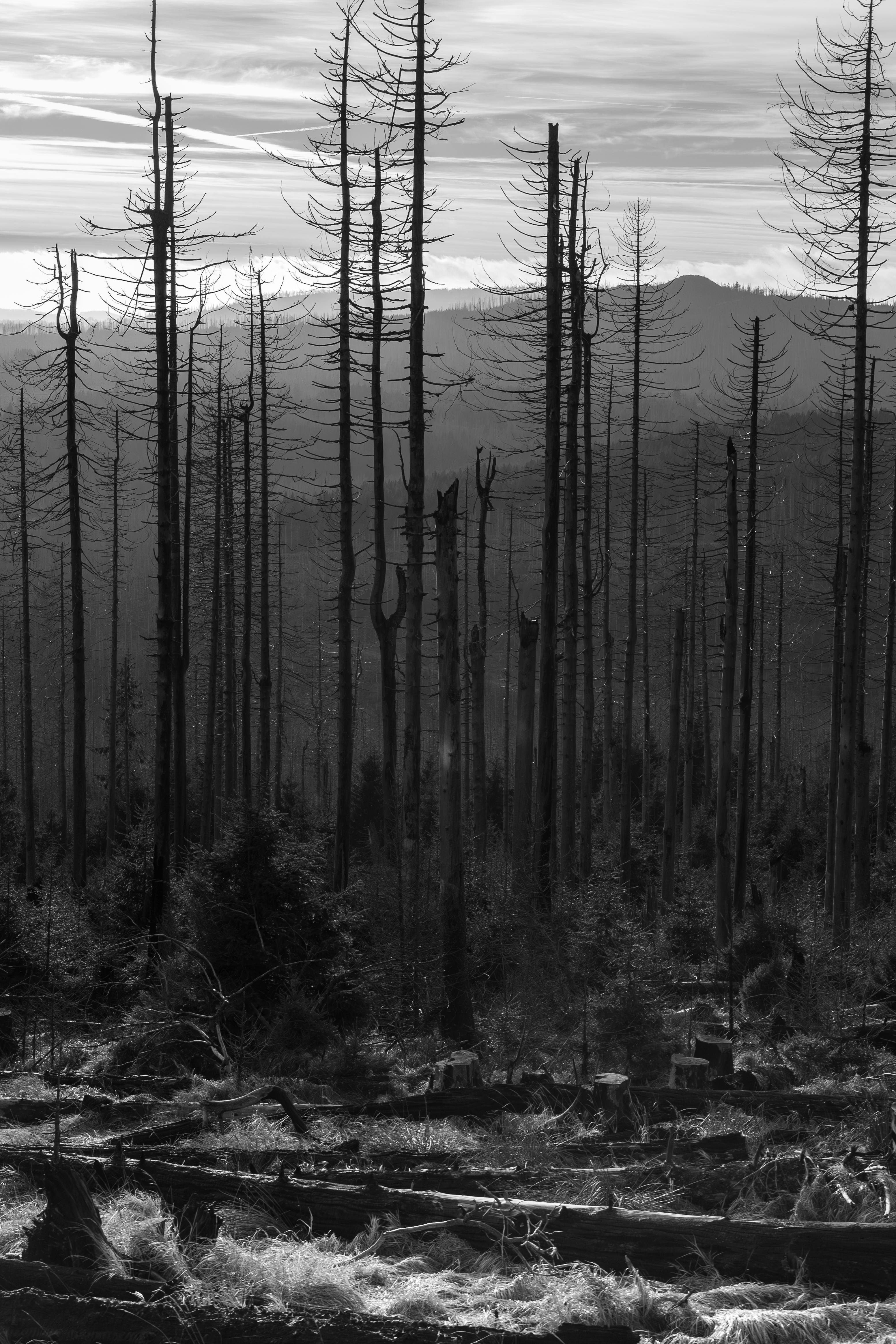 Kostenlos Eine eindringliche Schwarz-Weiß-Aufnahme eines abgebrannten Waldes in Wernigerode, Deutschland. Stock-Foto