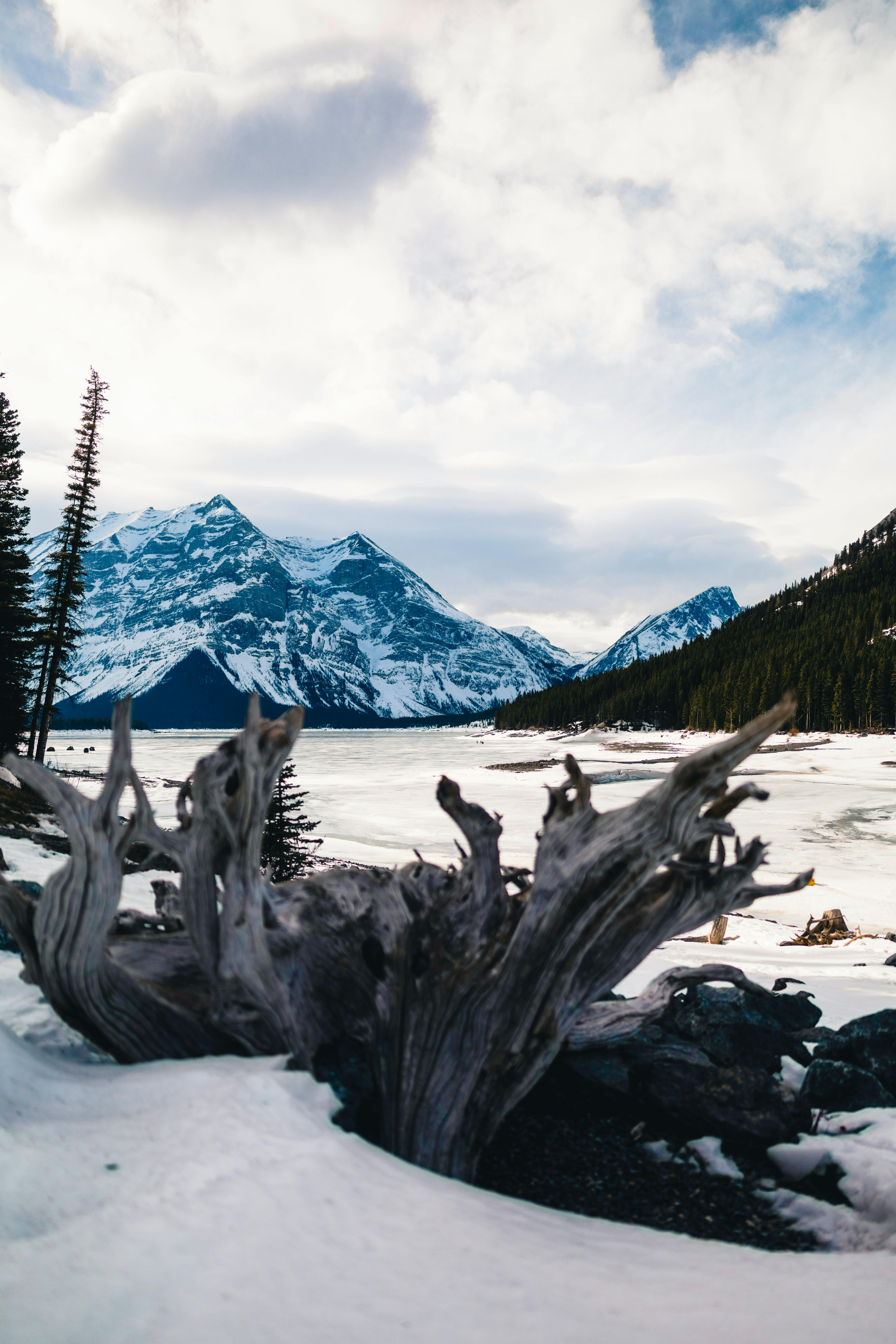 Kostenlos Die schneebedeckten Berge und Bäume im Banff-Nationalpark bieten eine atemberaubende Winterkulisse. Stock-Foto