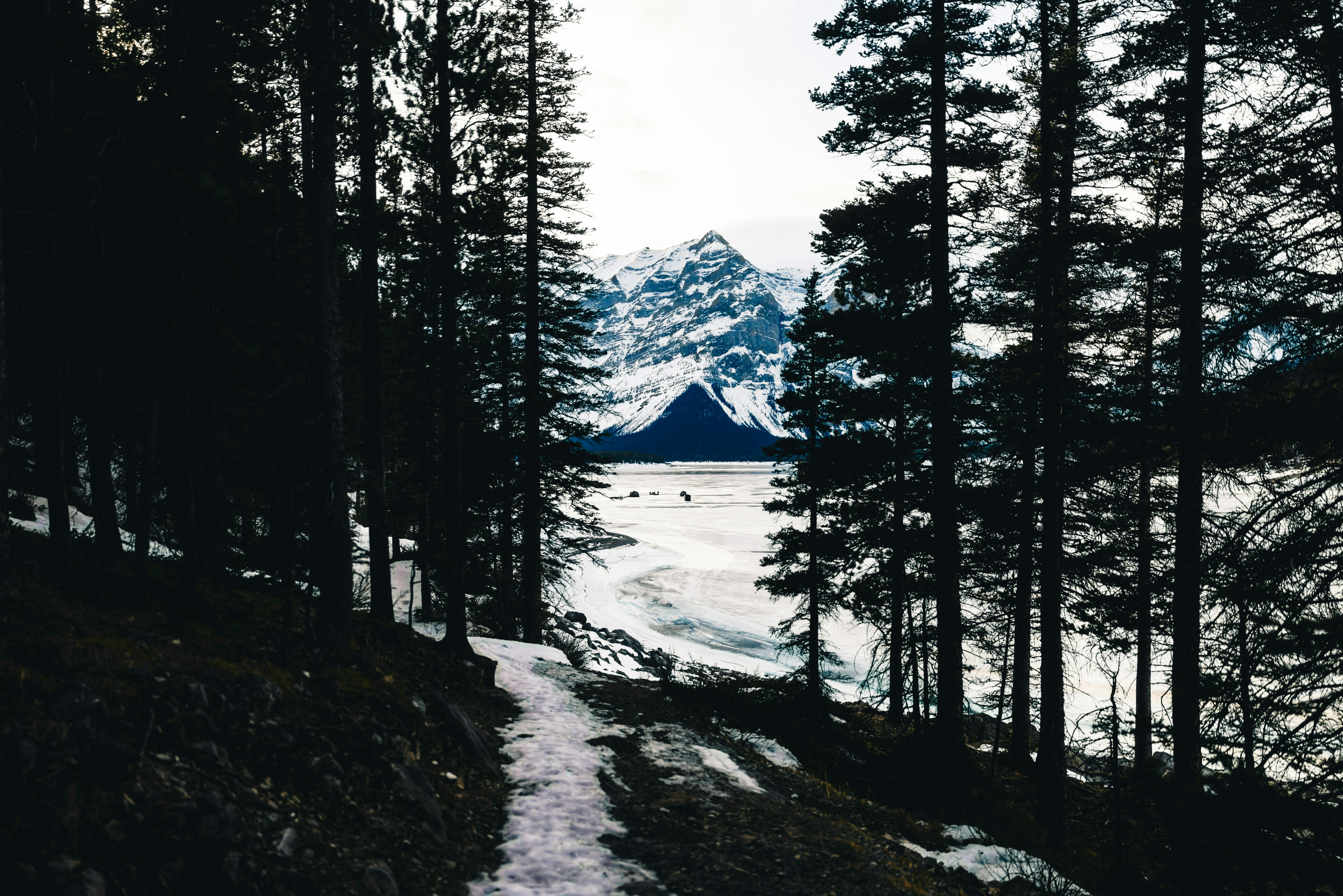 Δωρεάν Ανακαλύψτε την γαλήνια ομορφιά ενός χιονισμένου μονοπατιού ανάμεσα στα μαγευτικά τοπία του Μπανφ. Φωτογραφία από στοκ φωτογραφιών