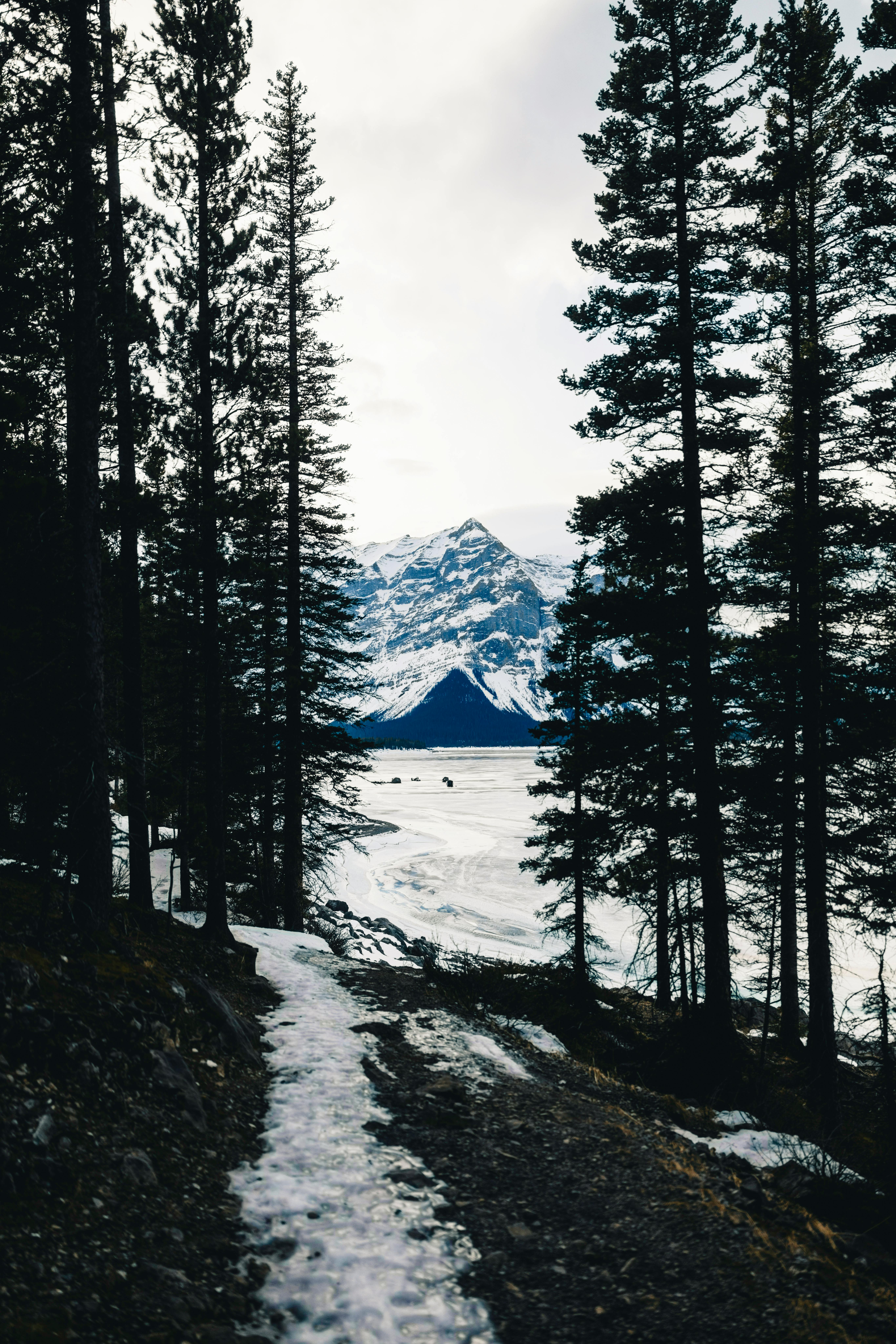 Δωρεάν Ένα γαλήνιο χειμερινό μονοπάτι μέσα από πυκνά δέντρα που οδηγεί σε εκπληκτικά χιονισμένα βουνά στο Εθνικό Πάρκο Μπανφ. Φωτογραφία από στοκ φωτογραφιών