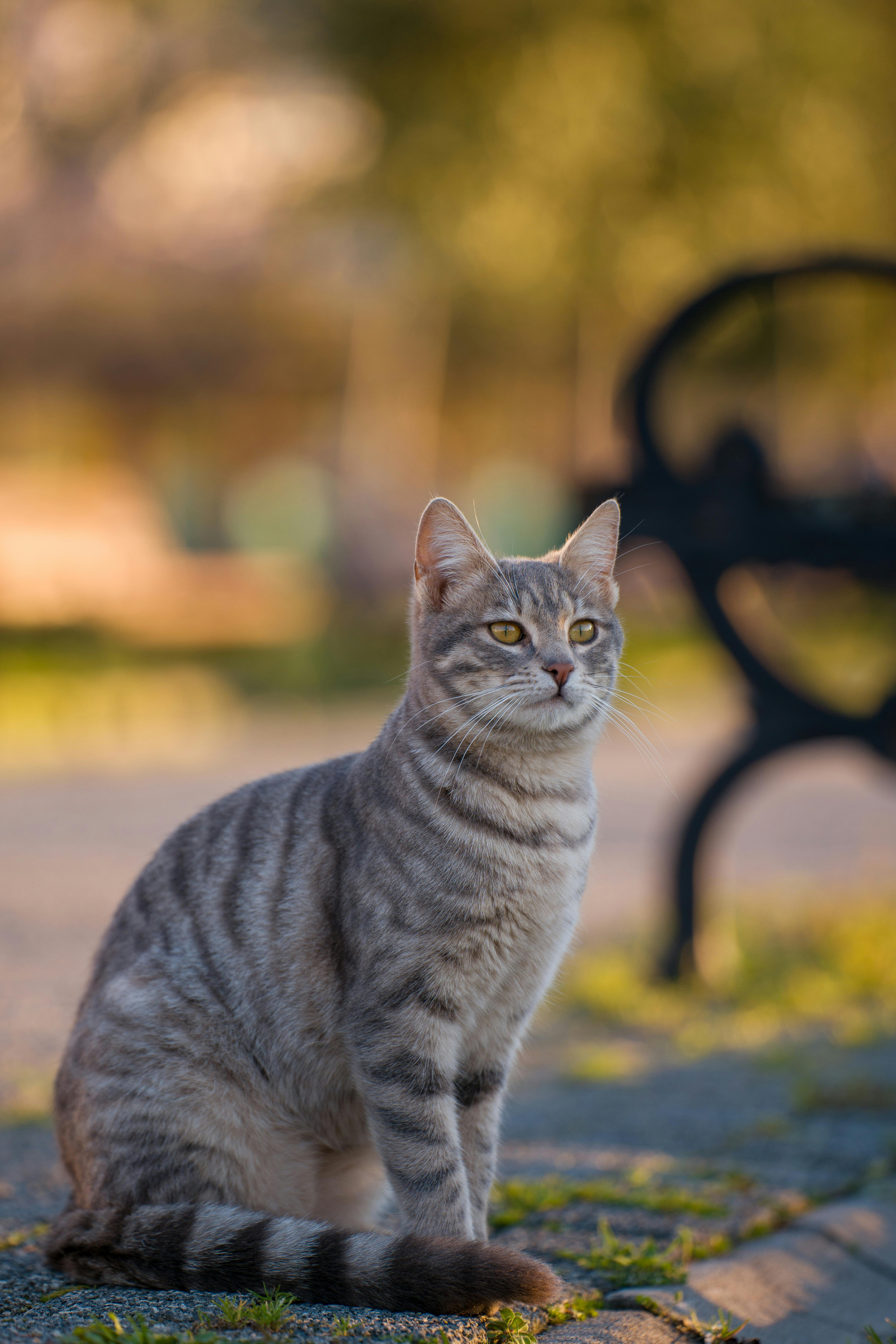 Kostenlos Eine friedliche getigerte Katze sitzt im Freien in einem Park in Samsun, Türkei, im sanften Abendlicht. Stock-Foto