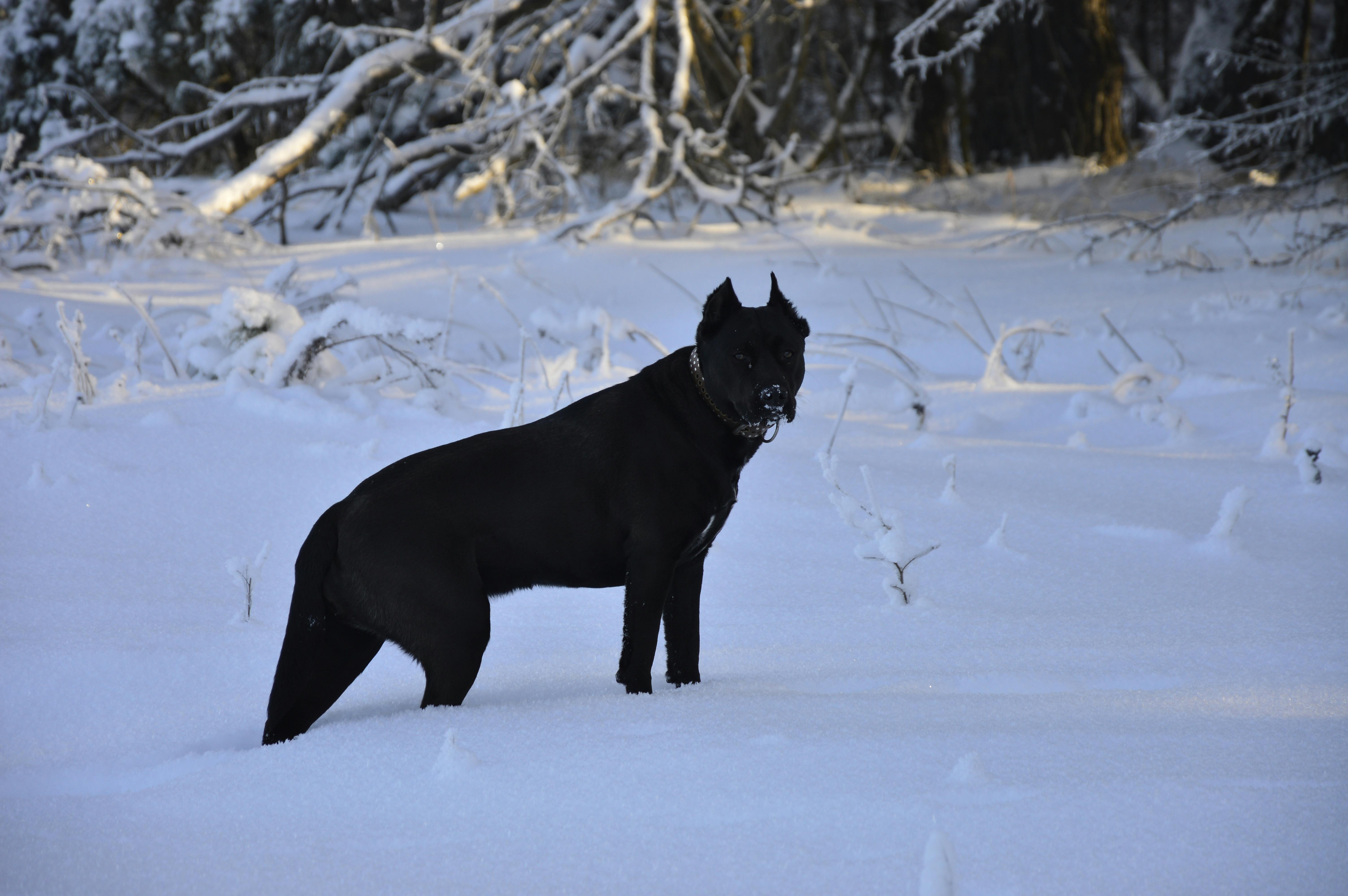 Gratis En svart hund står i et fredelig snødekt landskap omgitt av vinterlige trær, og fanger essensen av vinteren. Arkivbilde