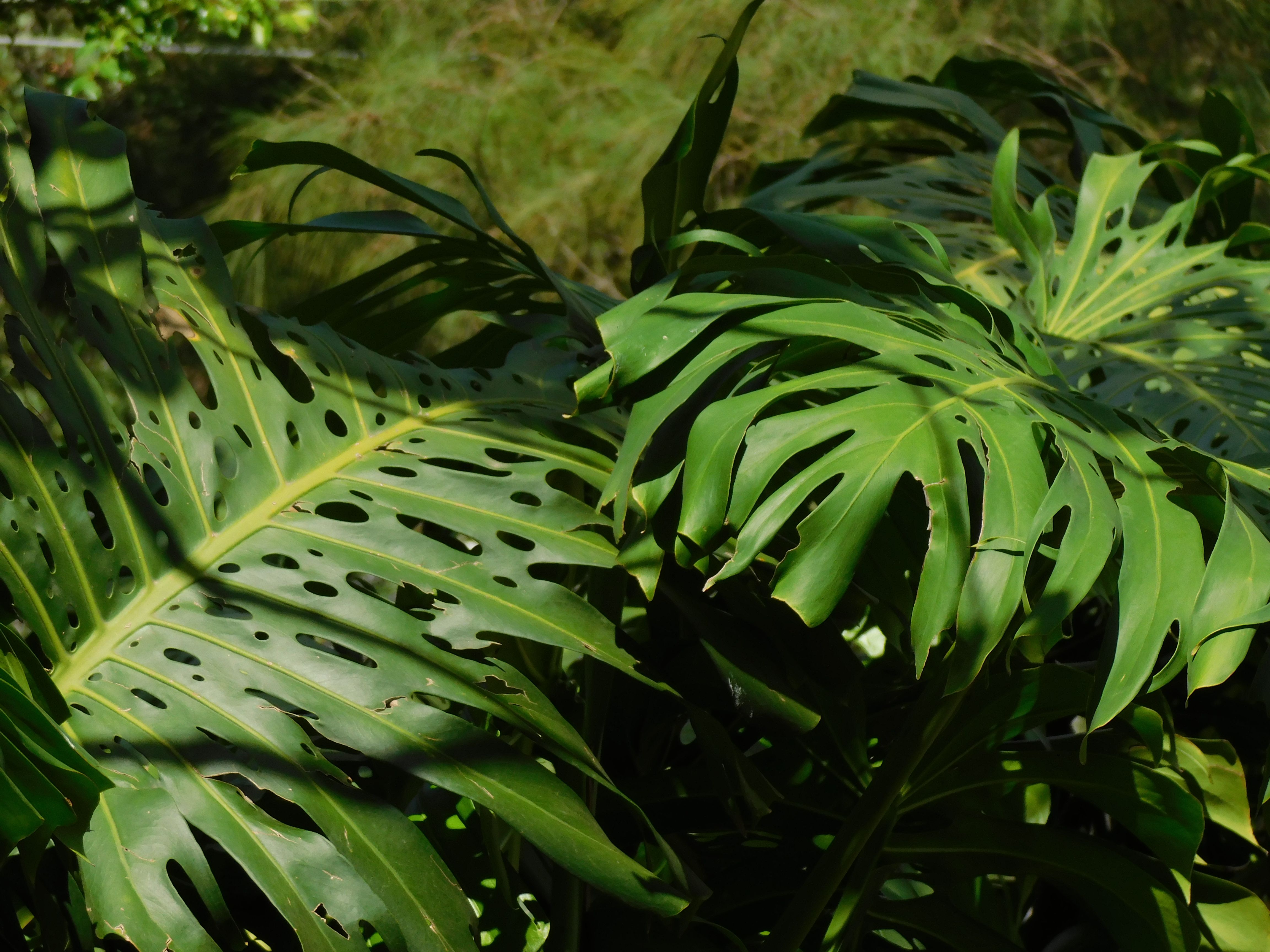 Folhas verdejantes e exuberantes de Monstera exibem a beleza tropical em São Paulo, Brasil.