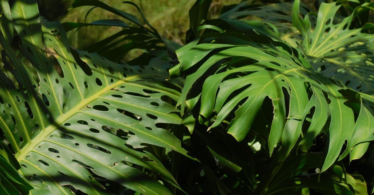Folhas verdejantes e exuberantes de Monstera exibem a beleza tropical em São Paulo, Brasil.
