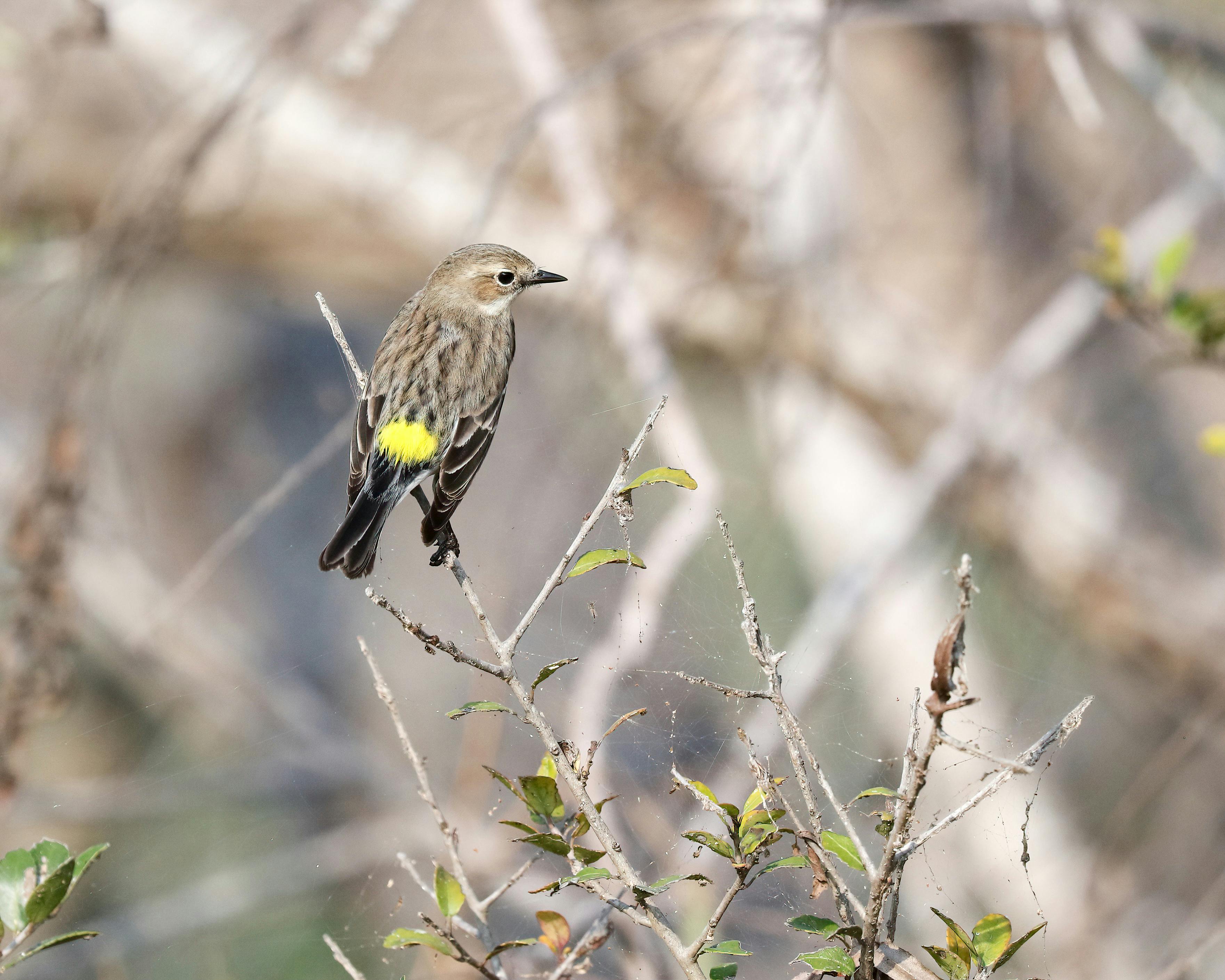 Bezpłatne Zbliżenie lasówki żółtobrzuchej na gałązce w Port Aransas w Teksasie. Zdjęcie z galerii
