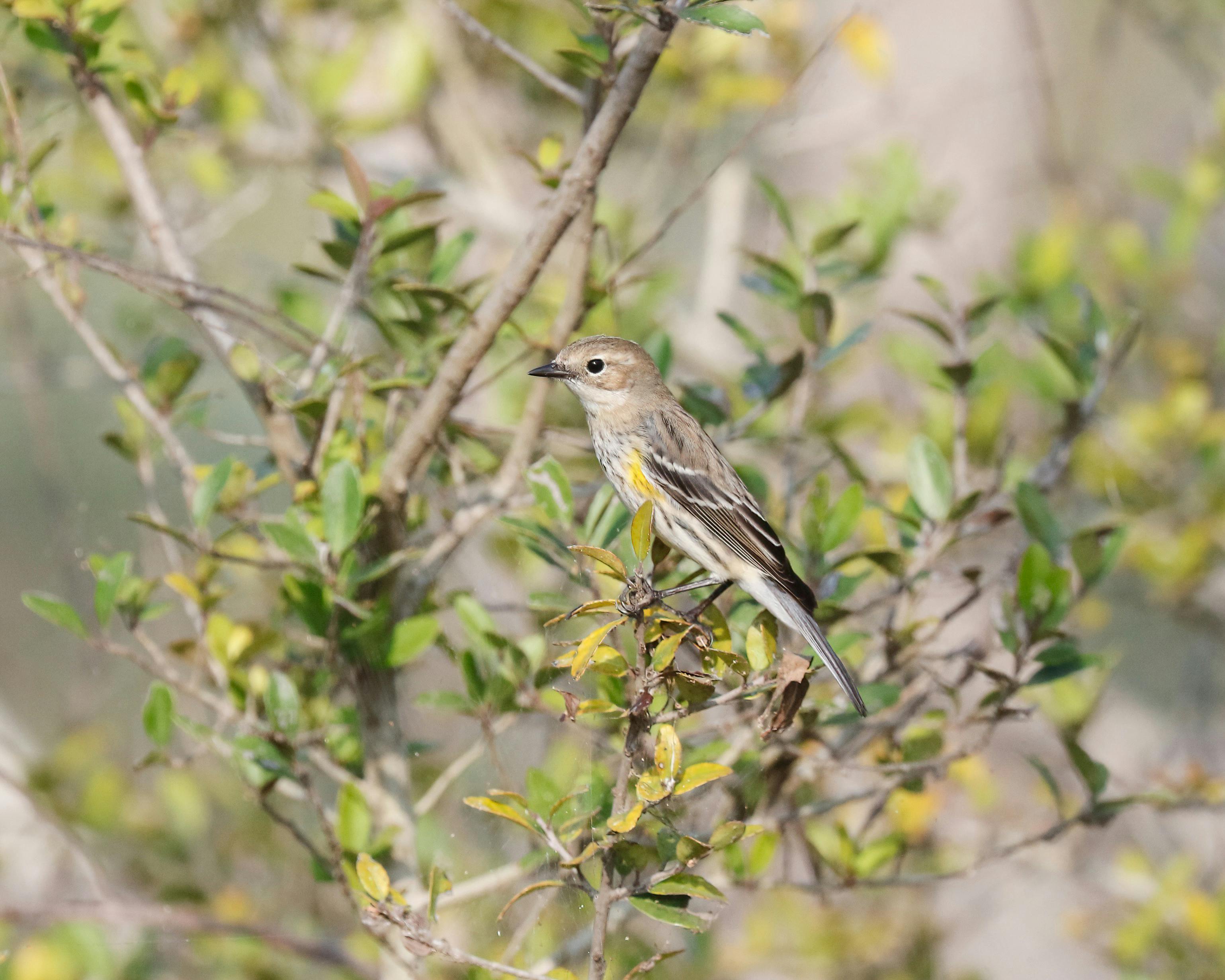 Bezpłatne Lasówka żółtobrzucha siedząca na bujnym krzaku w Port Aransas w Teksasie. Zdjęcie z galerii