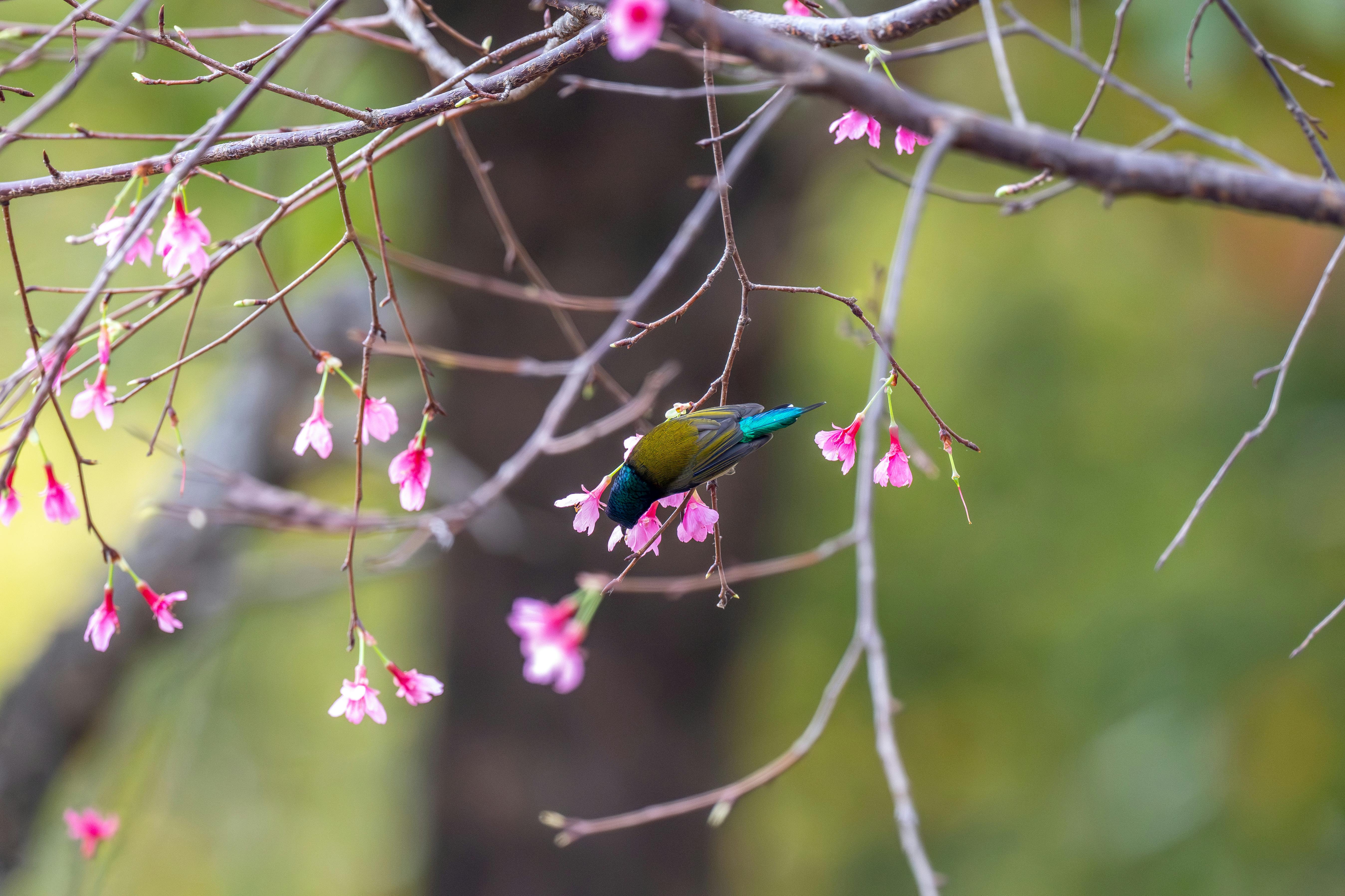 Kostenlos Ein farbenprächtiger Vogel auf einem Kirschblütenzweig im natürlichen Licht, der die Schönheit des Frühlings zur Schau stellt. Stock-Foto