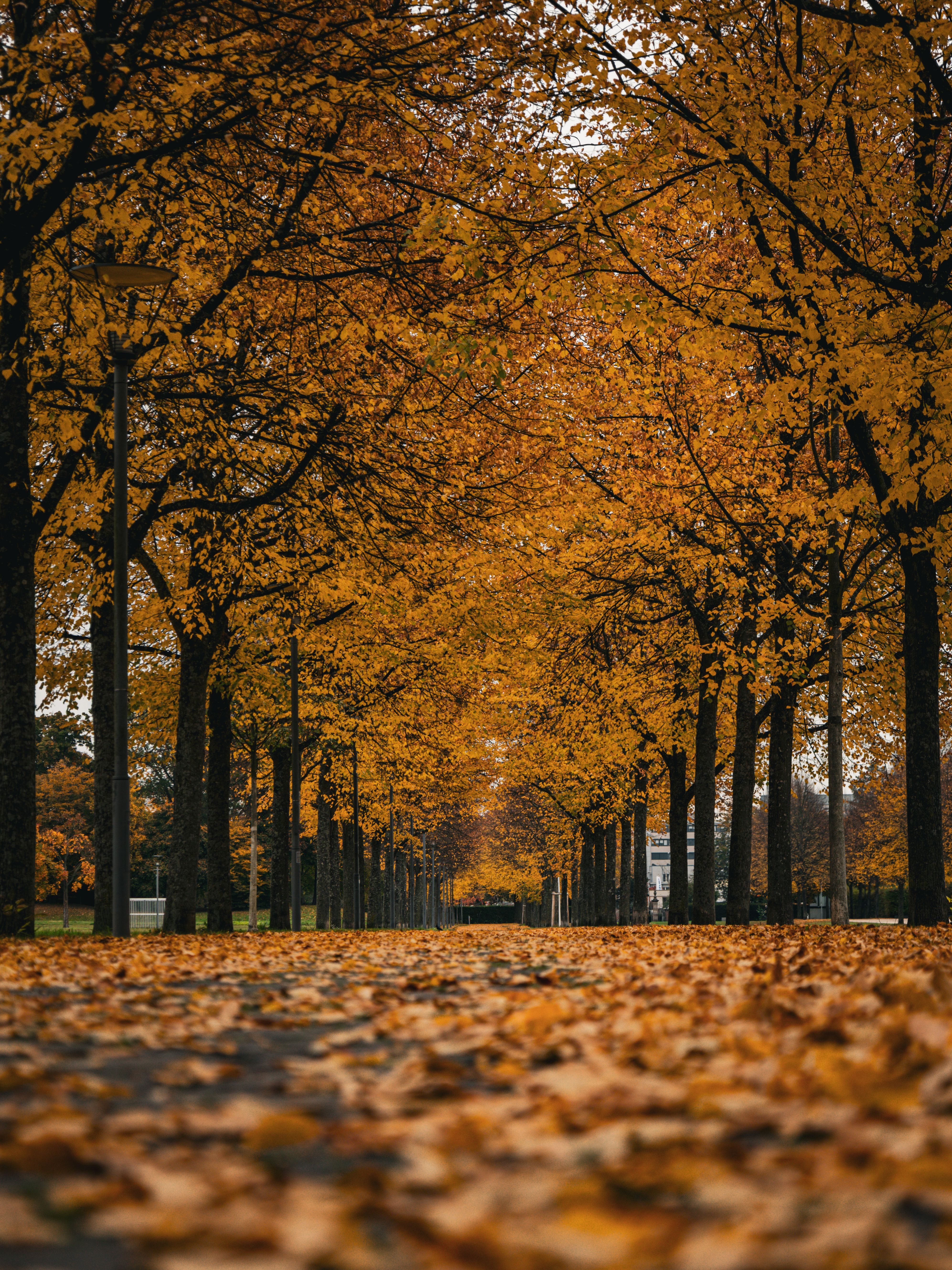 Serene Autumn Pathway with Falling Leaves · Free Stock Photo