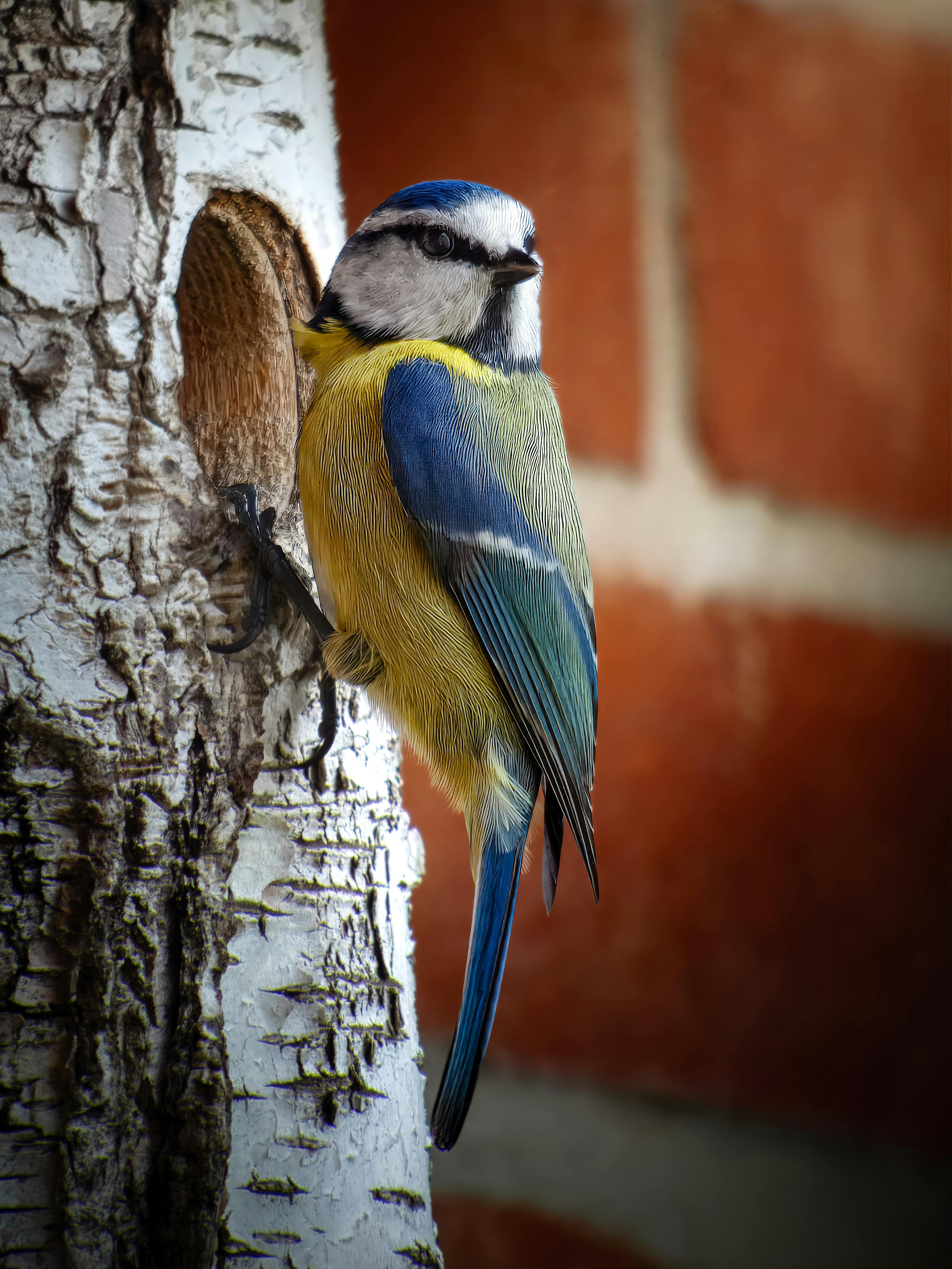 Kostenlos Kostenloses Stock Foto zu @draussen, backsteinmauer, baumrinde Stock-Foto