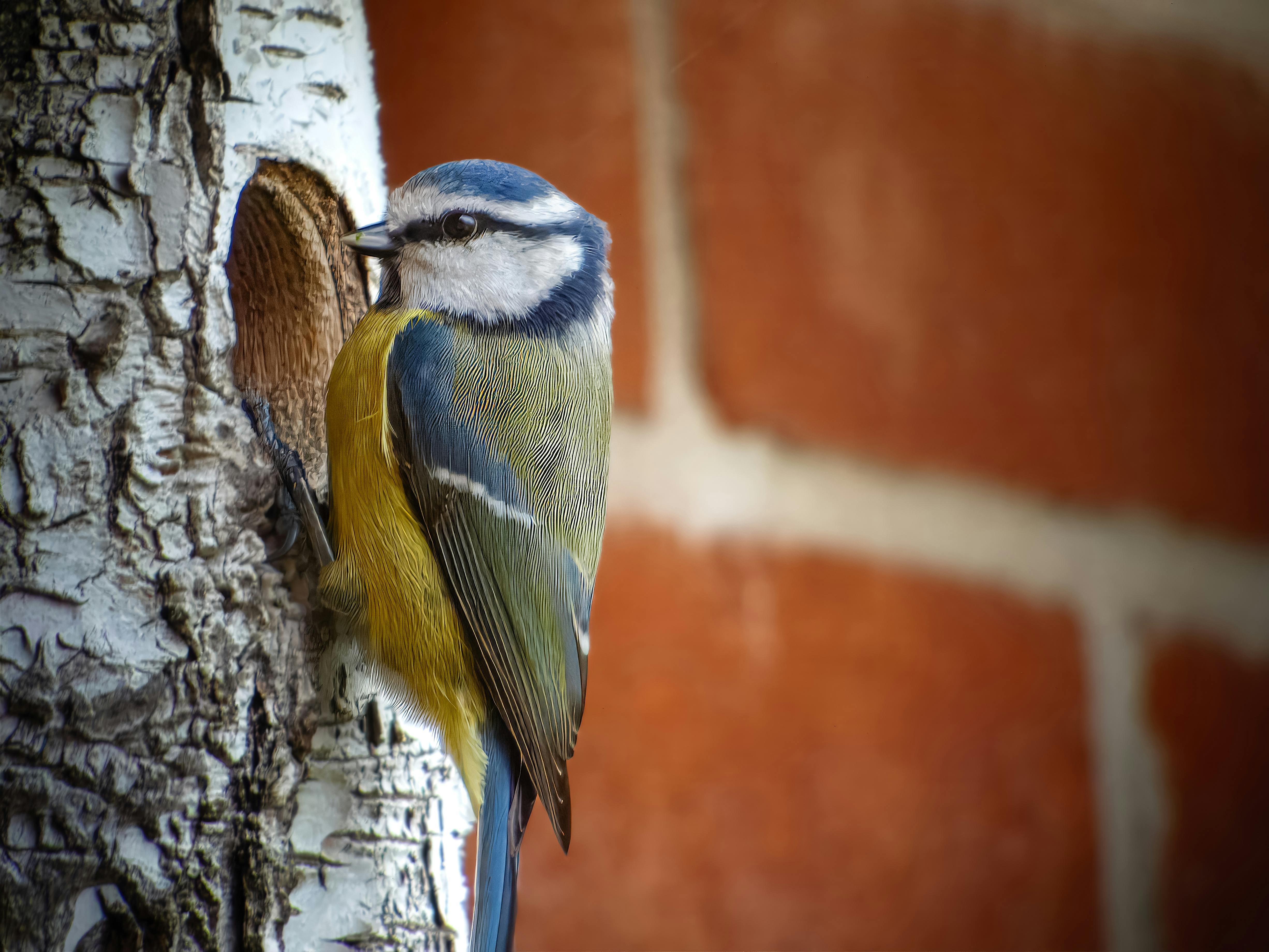 Gratis Nærbilde av en blåmeis som sitter ved et hull i et bjørketre, plassert inntil en murvegg. Arkivbilde