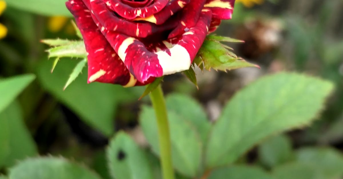 Free stock photo of flower, rose