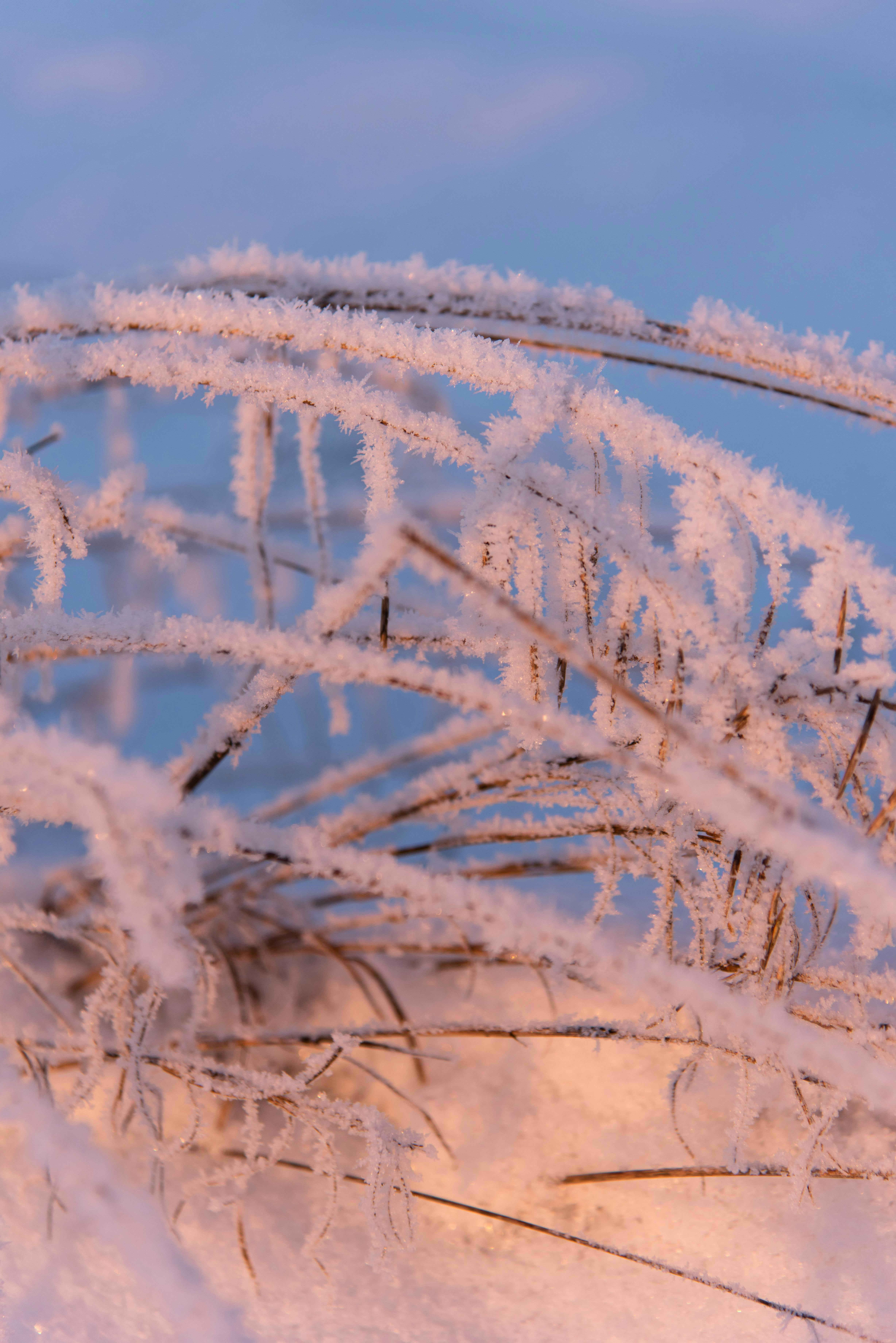 Gratis Nærbilde av frostdekt gress i Estland under en rolig vintersolnedgang, som fremviser naturlig skjønnhet. Arkivbilde