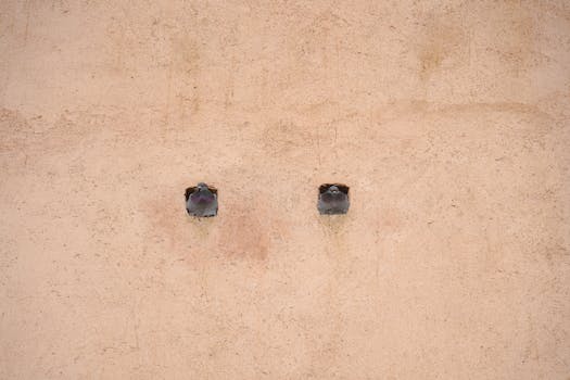 Two pigeons peek from small wall holes, creating a unique urban wildlife scene.