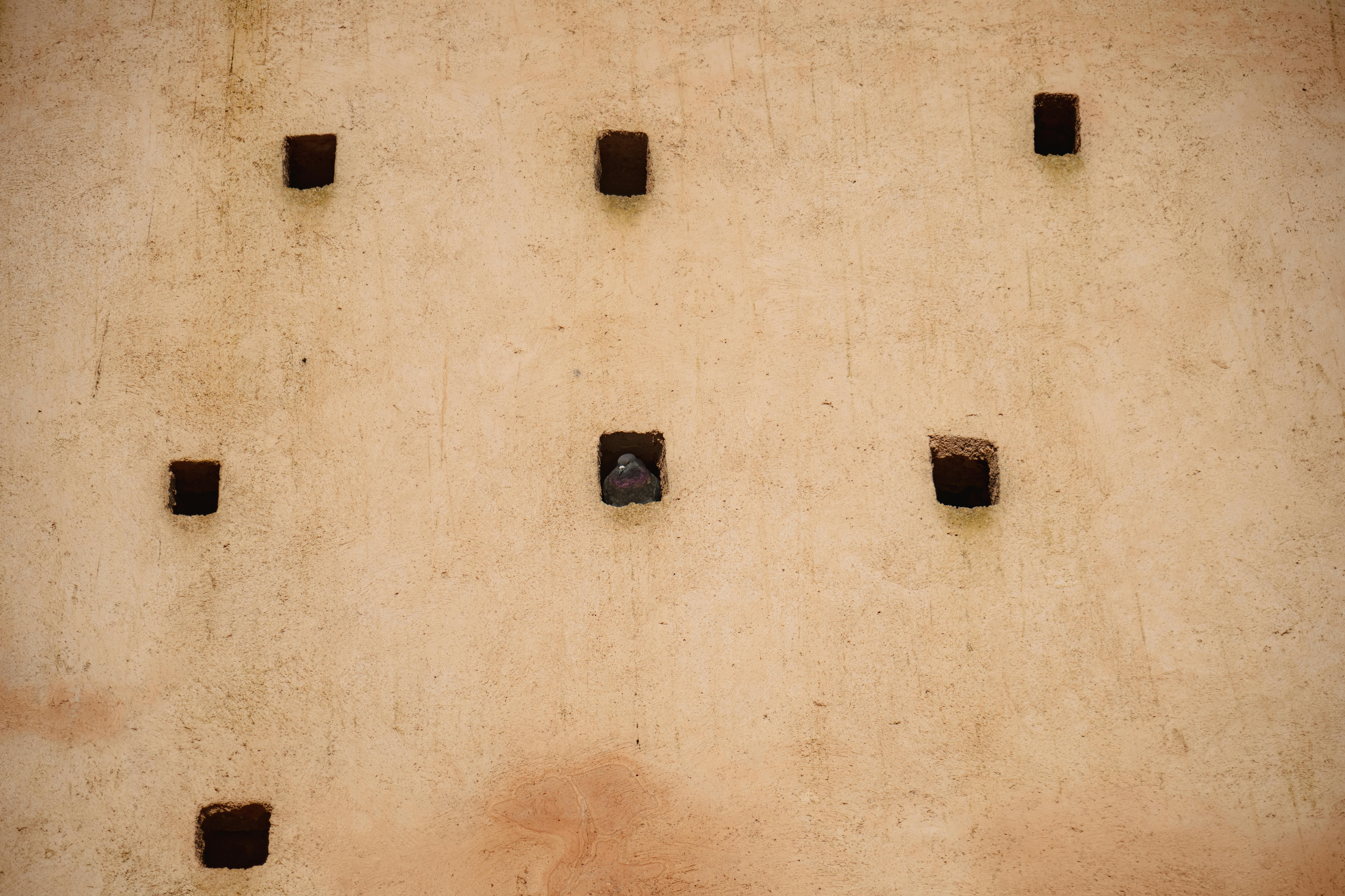 Gratis Un singolo piccione appollaiato in una delle nove aperture equidistanti in un muro rustico. Foto a disposizione