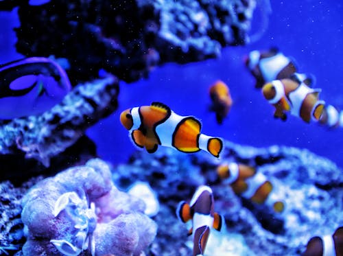 Ilmainen kuvapankkikuva tunnisteilla akvaario, clownfish, eläinkuvaus