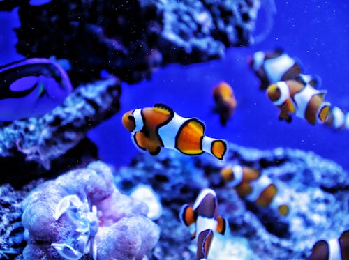 Poisson Clown Commun