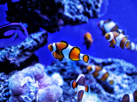 特写镜头中，五颜六色的小丑鱼在充满活力的珊瑚礁水族馆里游动