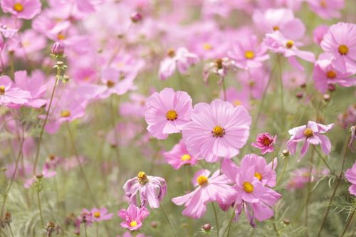 Free Beautiful pink Cosmos flowers swaying gently in a sunlit field, embodying summer's delicate charm. Stock Photo