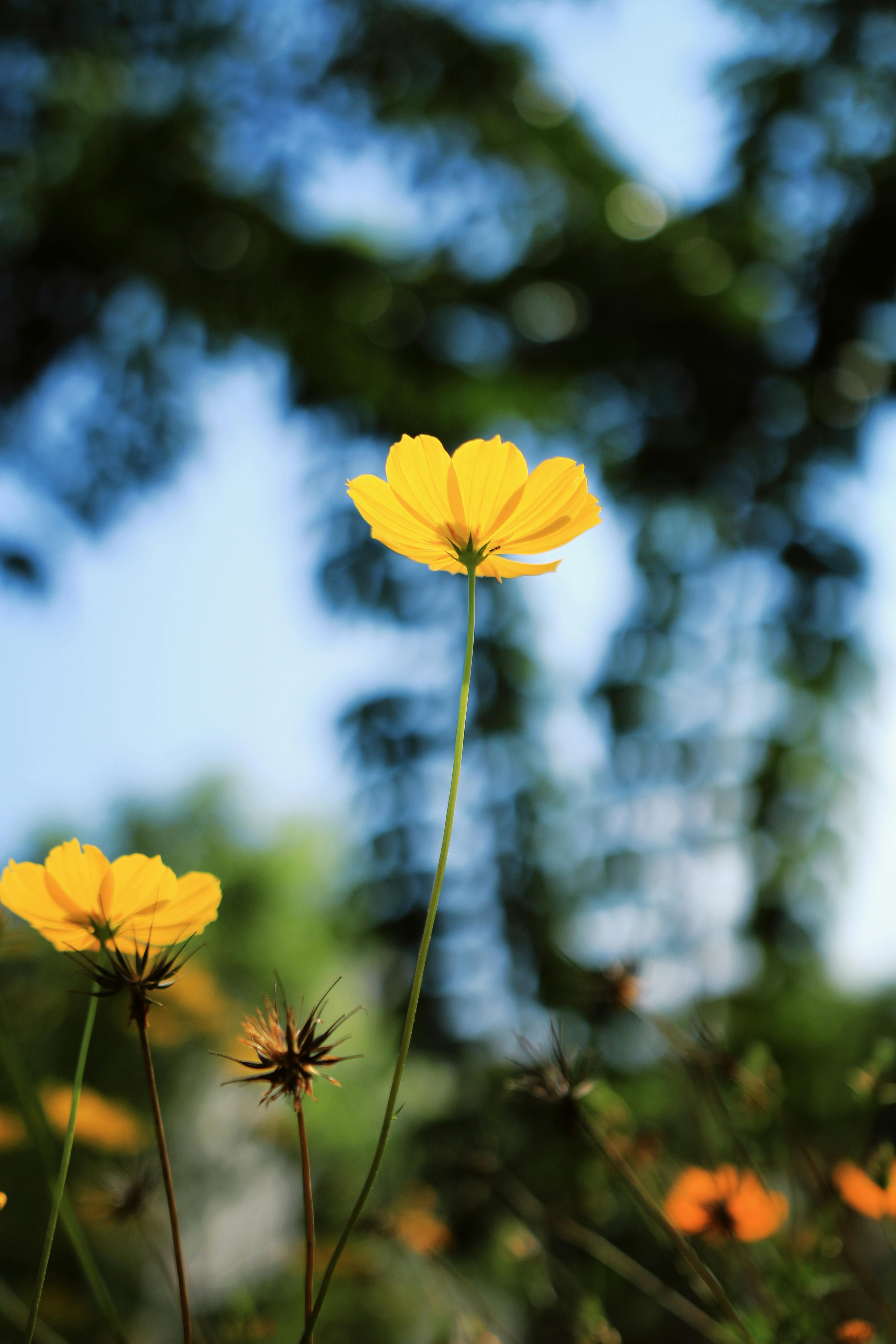 Kostenlos Kostenloses Stock Foto zu asien, blatt, blauer himmel Stock-Foto