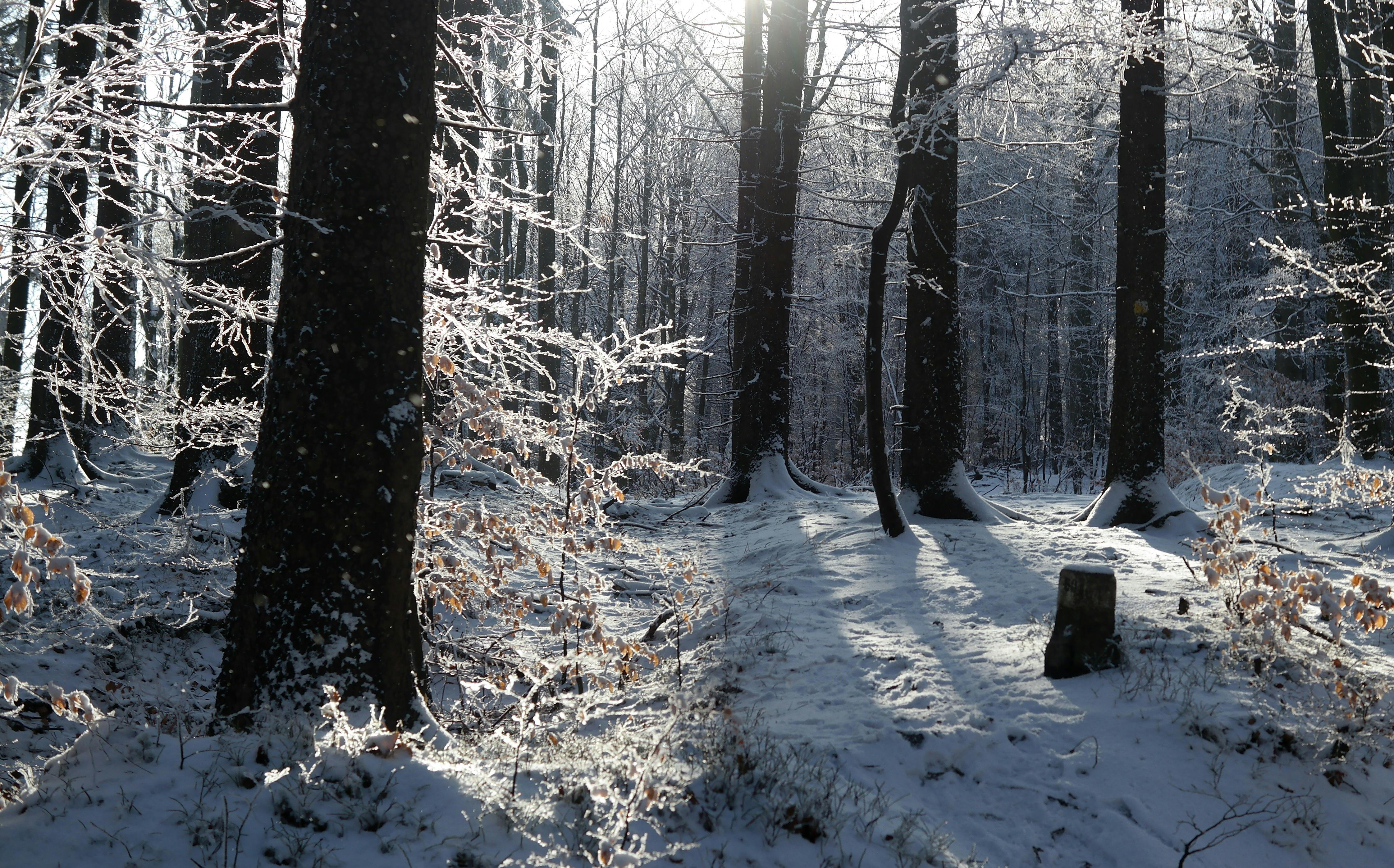 бесплатная Безмятежный зимний лесной пейзаж, где солнечные лучи пробиваются сквозь заснеженные деревья, отбрасывая длинные тени. Стоковое фото