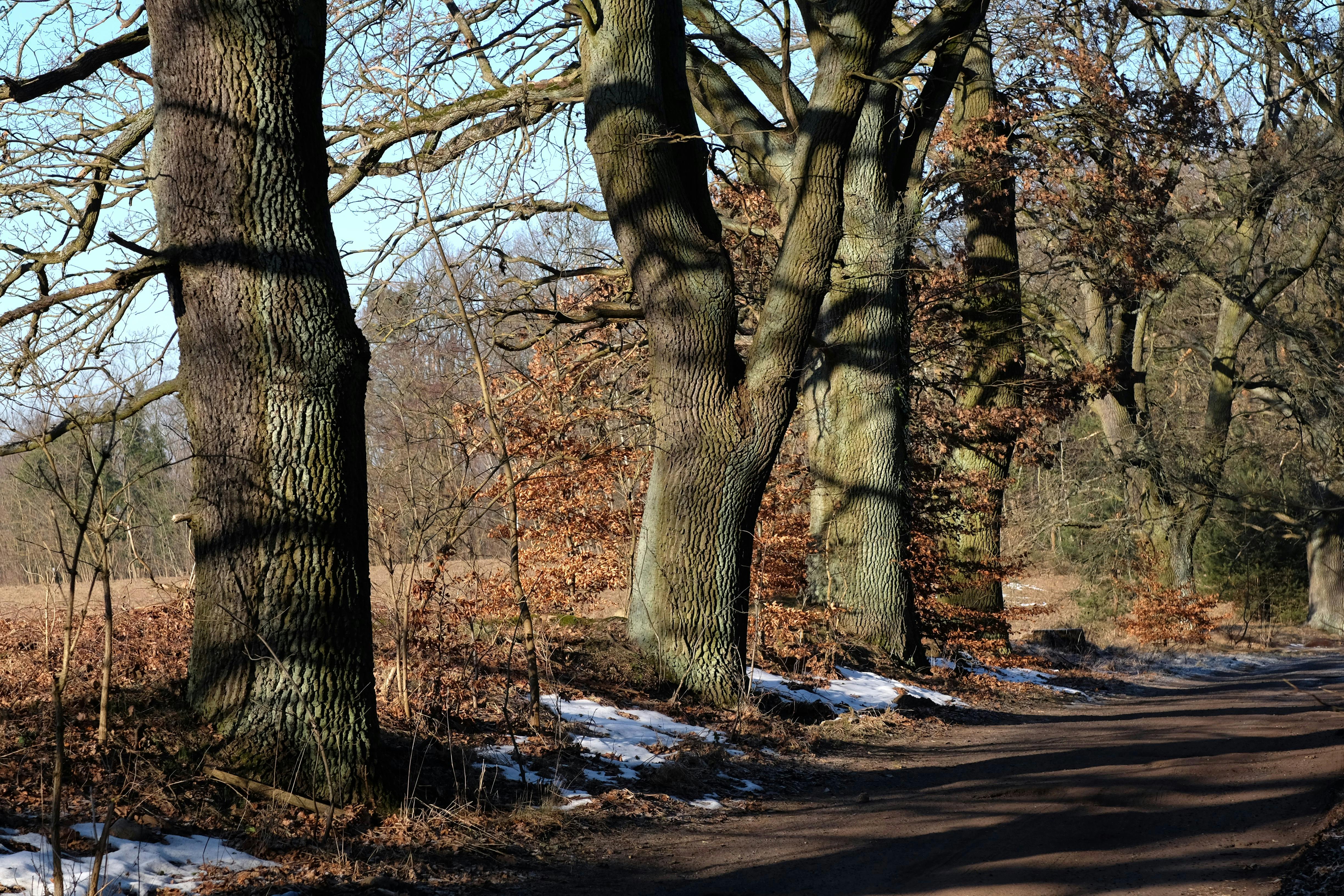 Δωρεάν Ένα γραφικό χειμερινό μονοπάτι γεμάτο με μαγευτικές βελανιδιές κάτω από καθαρό ουρανό. Φωτογραφία από στοκ φωτογραφιών