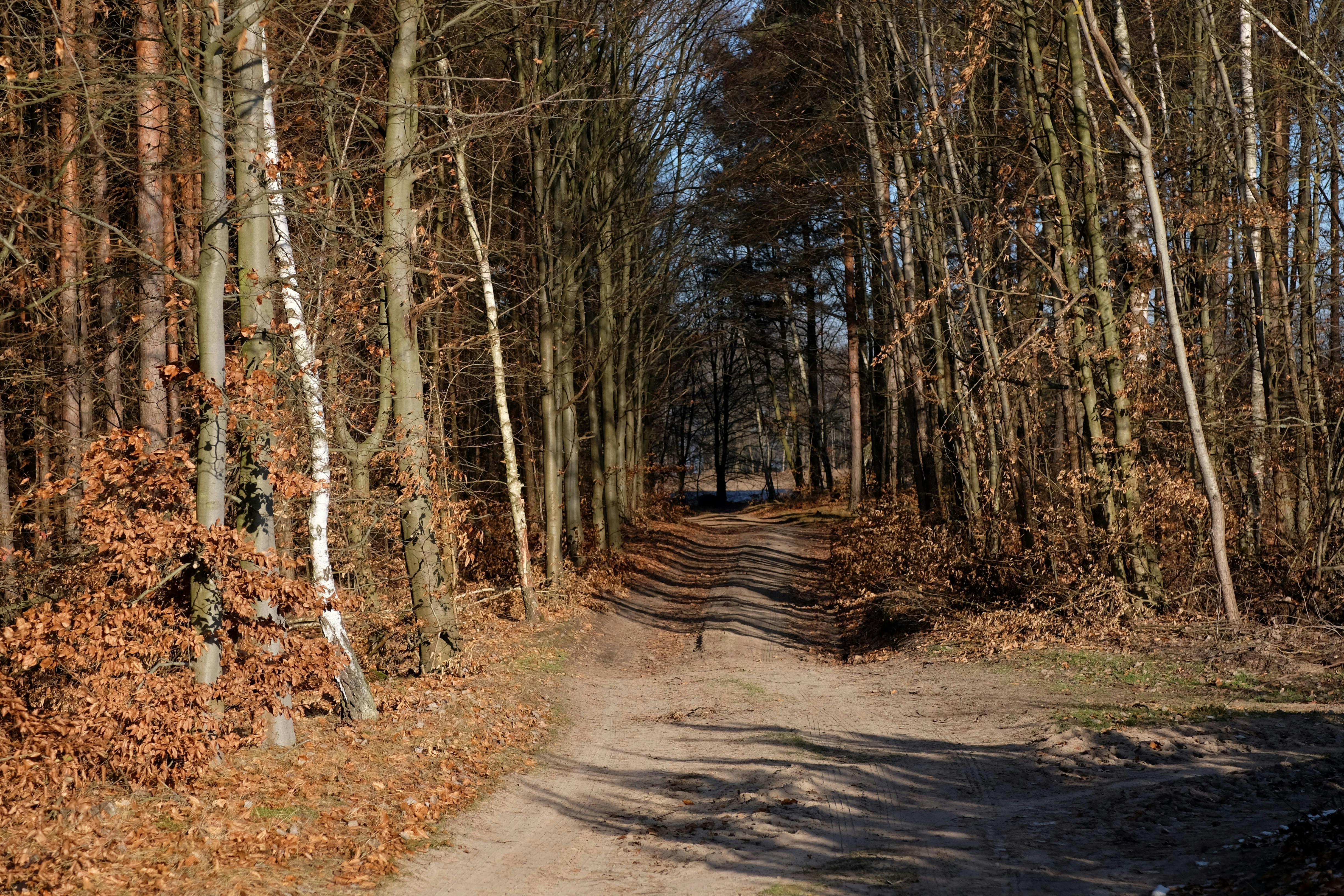 Δωρεάν Ηλιόλουστο δασικό μονοπάτι γεμάτο με σημύδες και βελανιδιές, που αναδεικνύει το φθινοπωρινό φύλλωμα. Φωτογραφία από στοκ φωτογραφιών