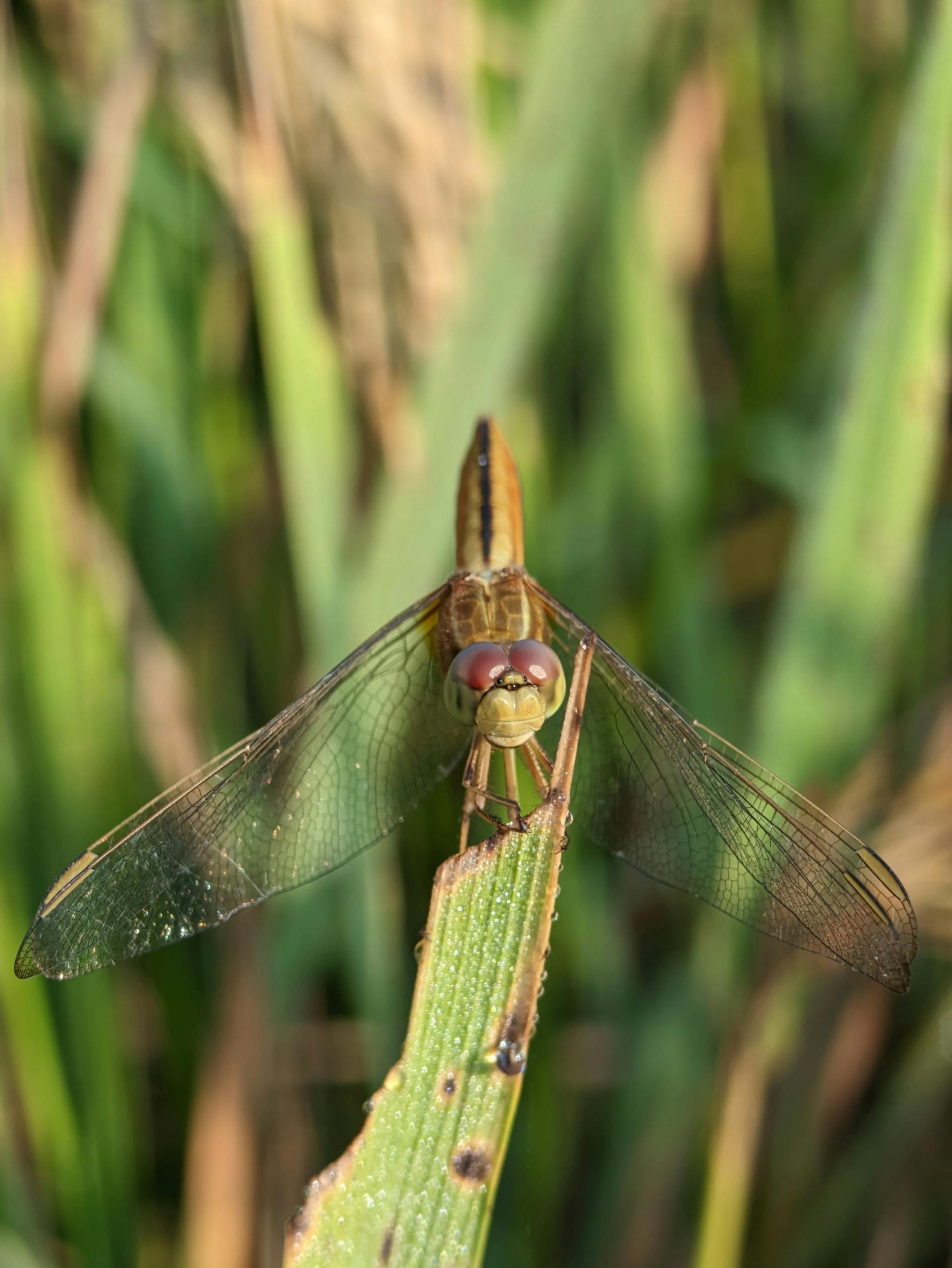 Gratis lagerfoto af @outdoor, Asien, bestemt placering Lagerfoto