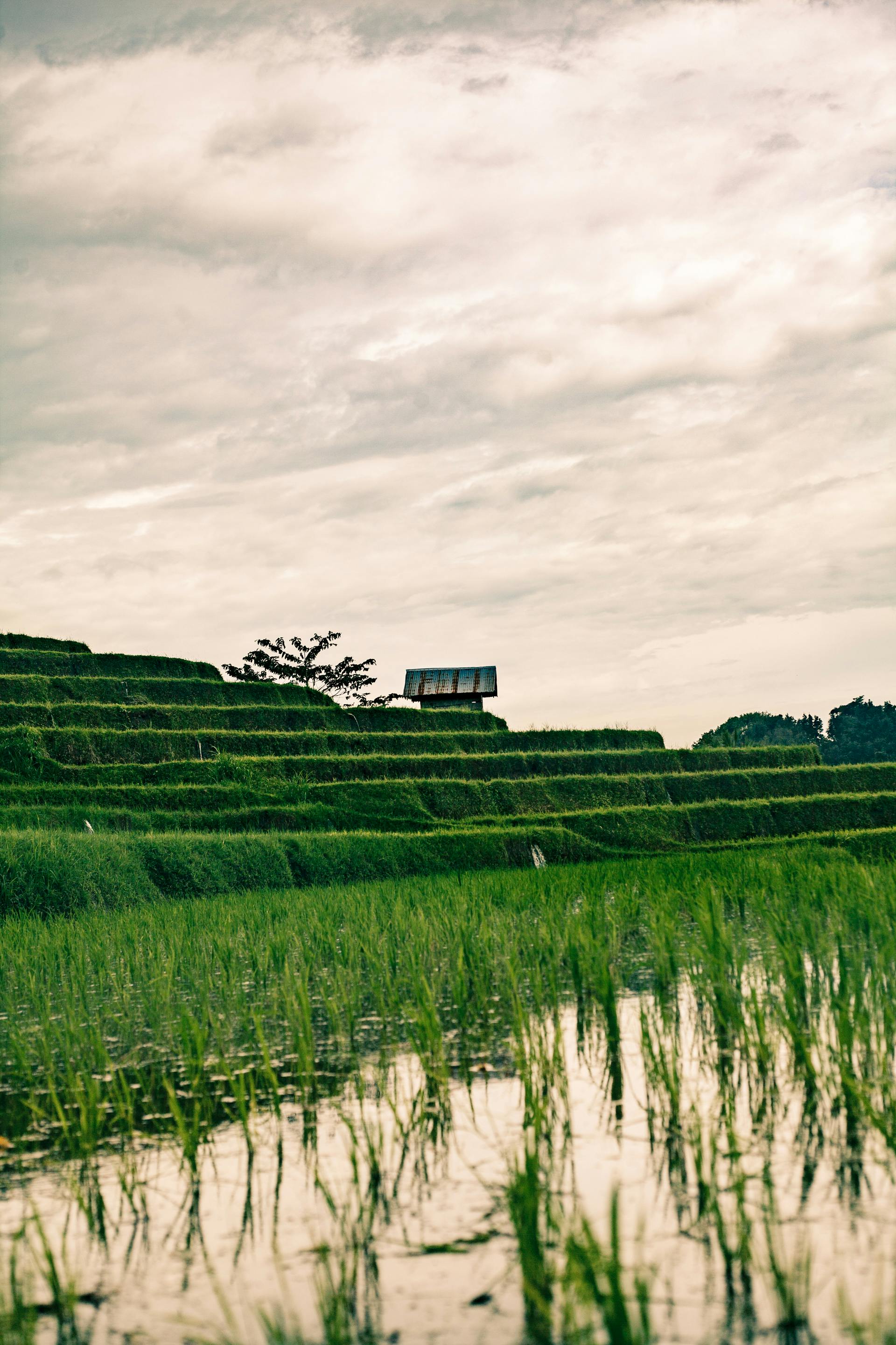 Gratis Fredelig utsikt over Balis ikoniske grønne risterrasser ved solnedgang under en overskyet himmel. Arkivbilde