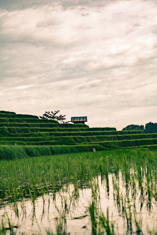 Free Serene view of Bali's iconic green rice terraces at sunset under a cloudy sky. Stock Photo