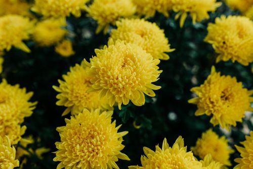 Free Bright yellow chrysanthemums blooming in Kon Tum, Vietnam, showcasing vibrant floral beauty. Stock Photo