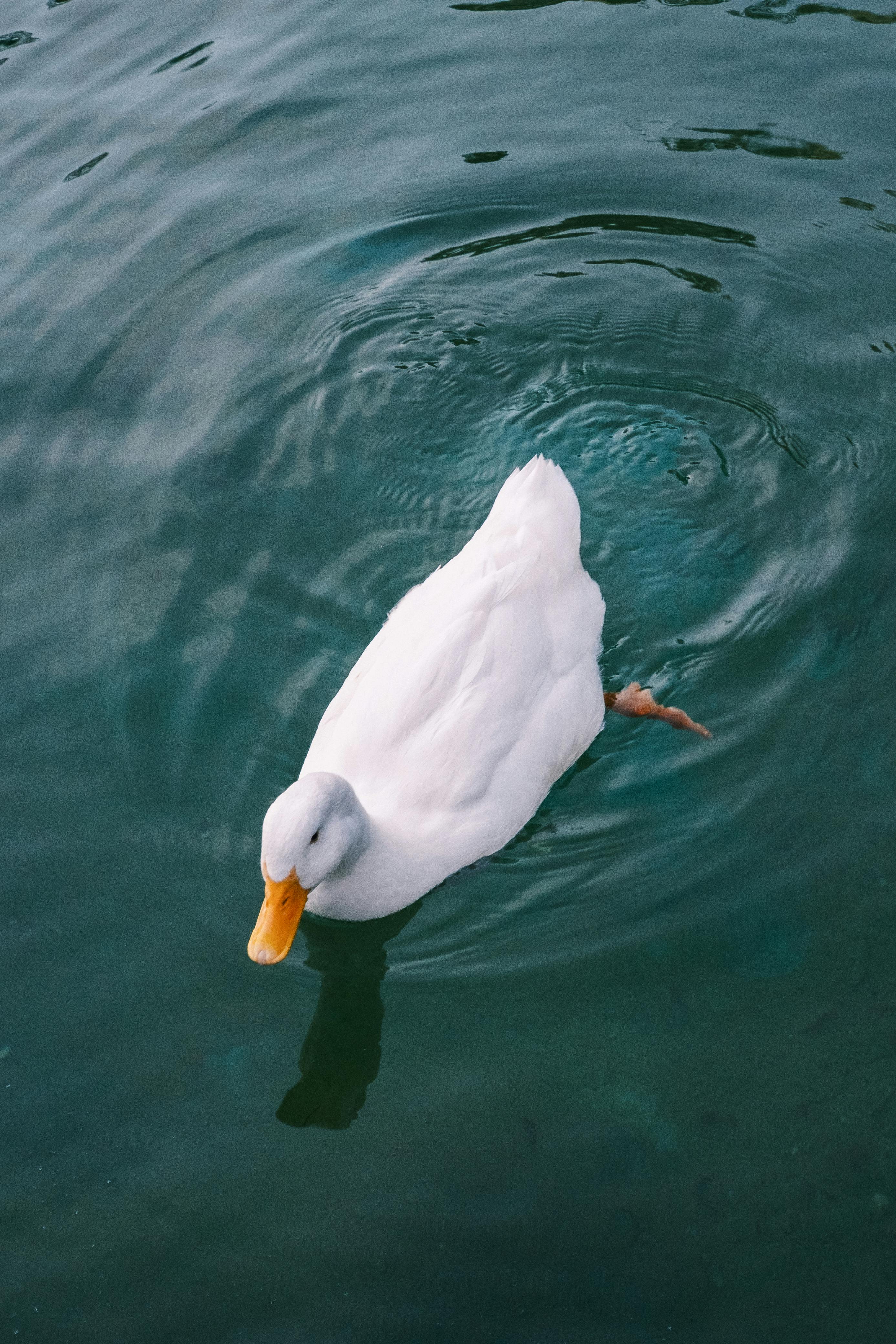 Gratis Seekor bebek putih yang tenang meluncur di atas air biru jernih, menciptakan riak-riak lembut. Foto Stok