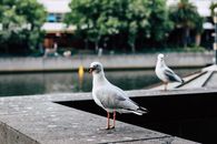 海鸥栖息在河边的混凝土壁架上，捕捉城市里的野生动物