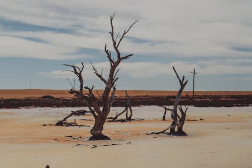 Gratis stockfoto met Australië, blauwe lucht, boom