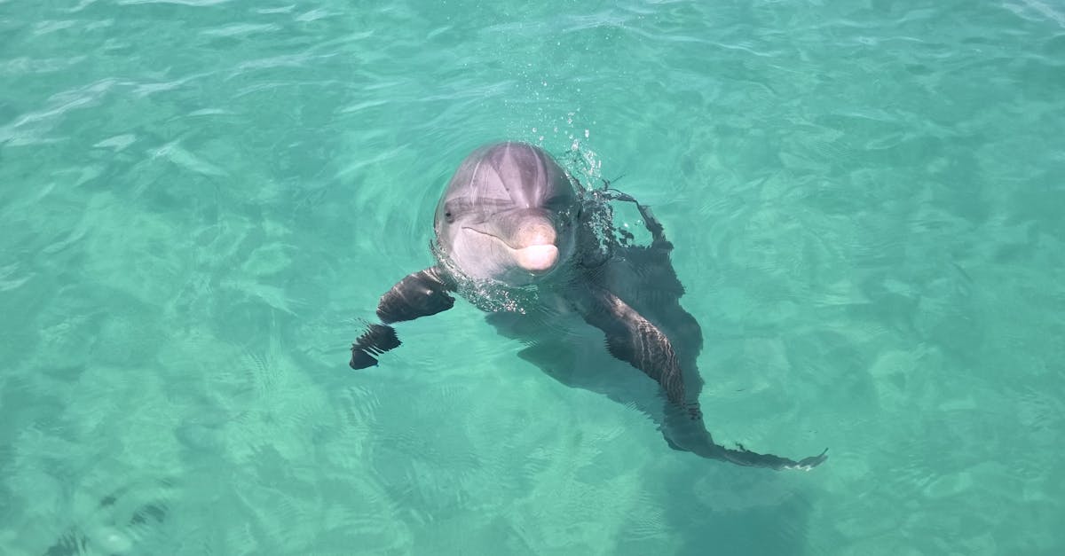 科技:3大因素威脅香港海豚生存!專家警告生態危機迫在眉睫