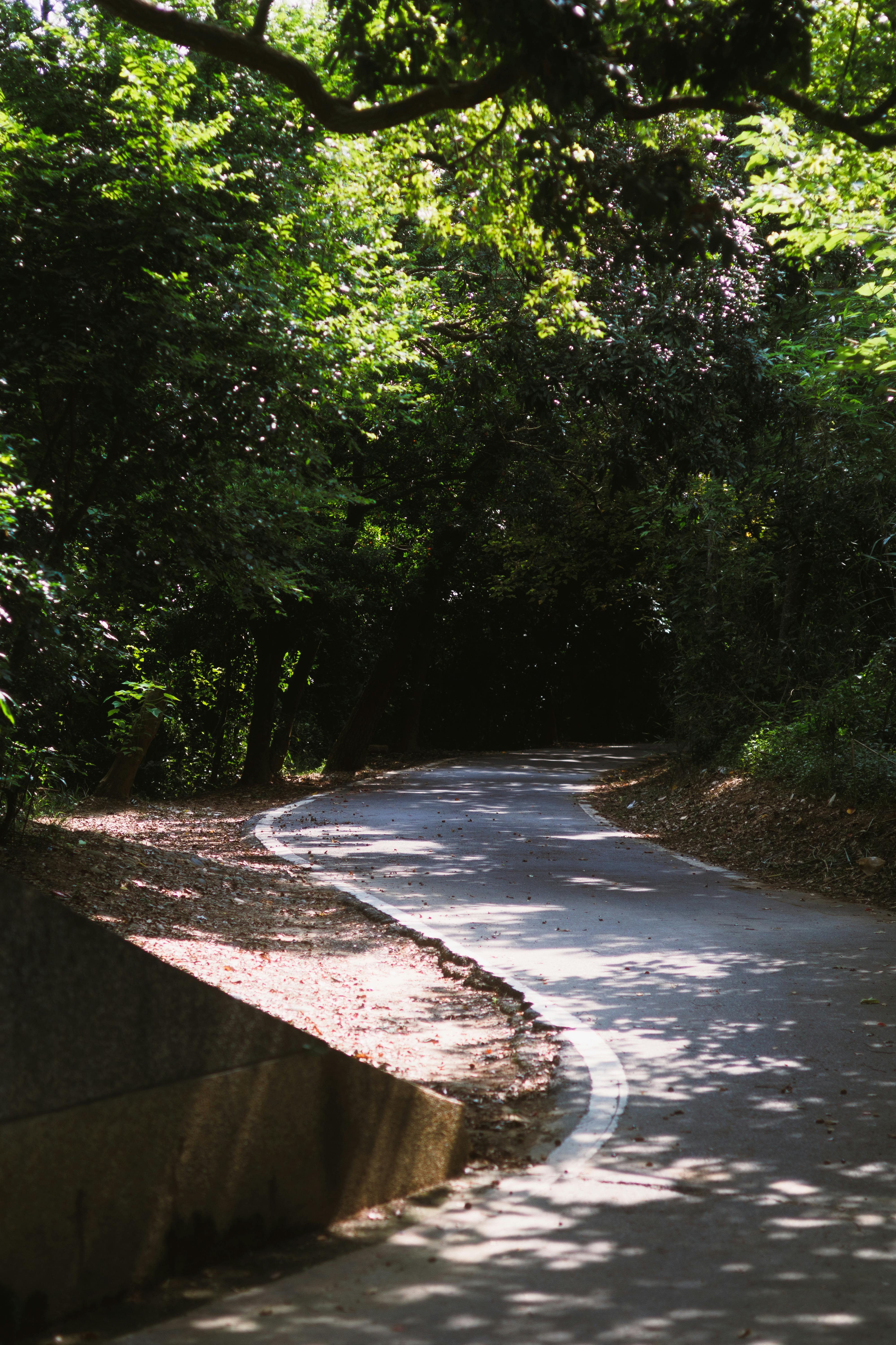 Δωρεάν Ένα γαλήνιο μονοπάτι που ελίσσεται μέσα σε καταπράσινο δάσος, αιχμαλωτίζοντας την ηρεμία και την ομορφιά της φύσης. Φωτογραφία από στοκ φωτογραφιών