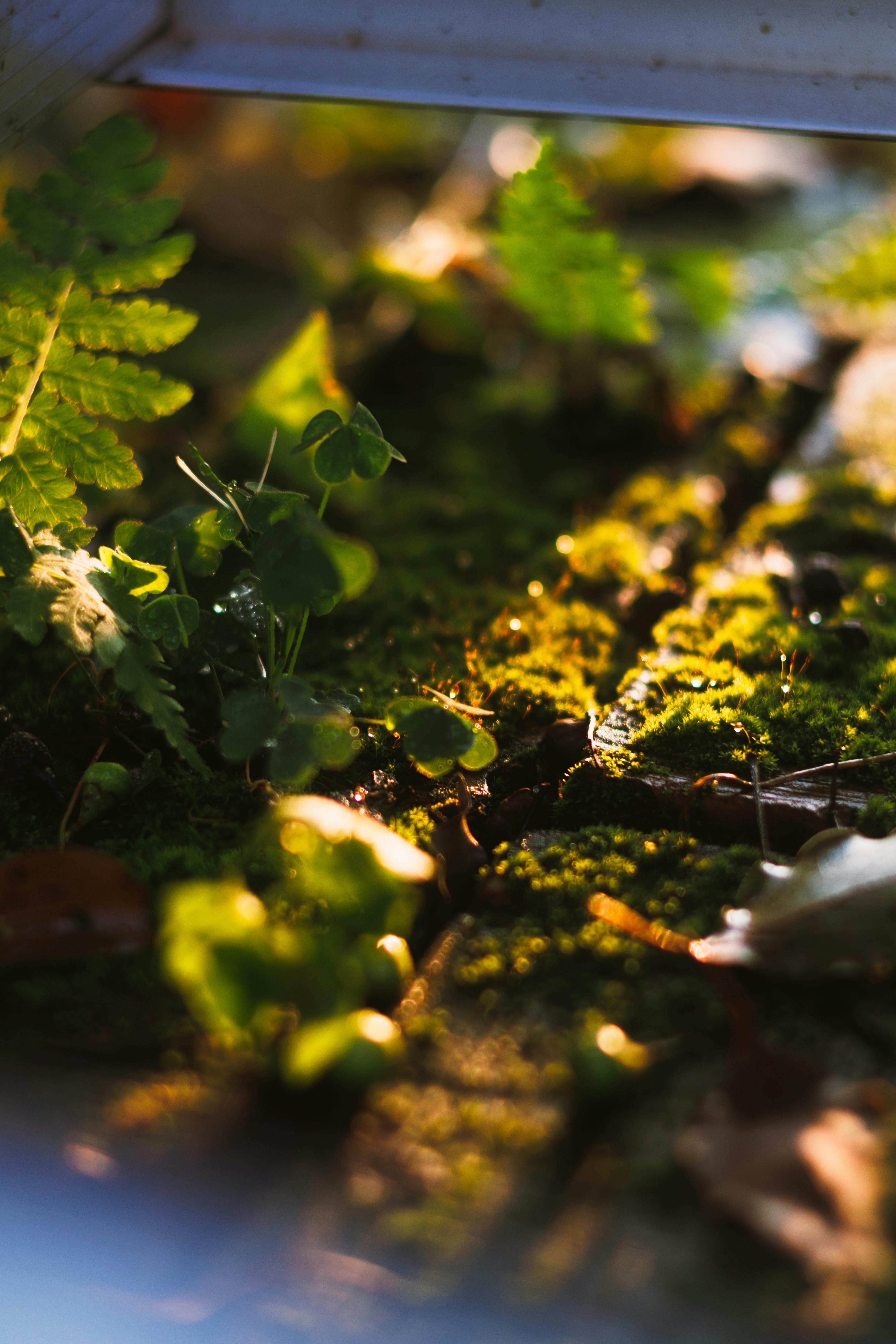 Δωρεάν Ένα ζωντανό κοντινό πλάνο από βρύα και φτέρες που φωτίζονται από το ζεστό ηλιακό φως, αναδεικνύοντας τις λεπτομέρειες της φύσης. Φωτογραφία από στοκ φωτογραφιών