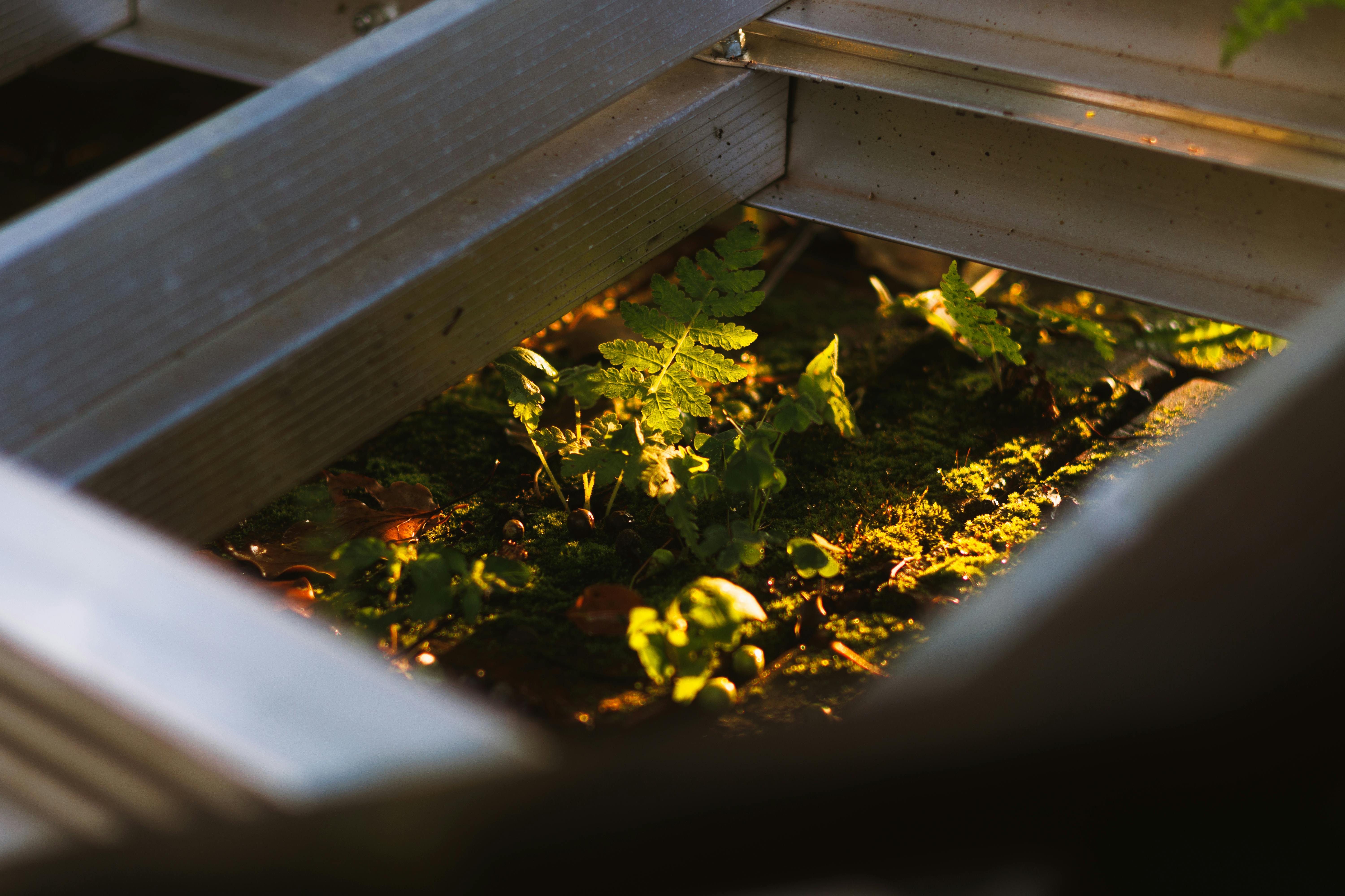 Life Science, Space Gardening Top Thursday’s Research Schedule — Photo by CX LEE on Pexels