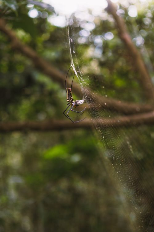 Free Close-up of a spider on its web in a vibrant green forest with sunlight filtering through leaves. Stock Photo