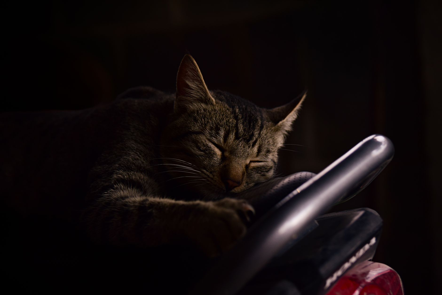 A cat undergoing diagnostic blood testing at a veterinary clinic