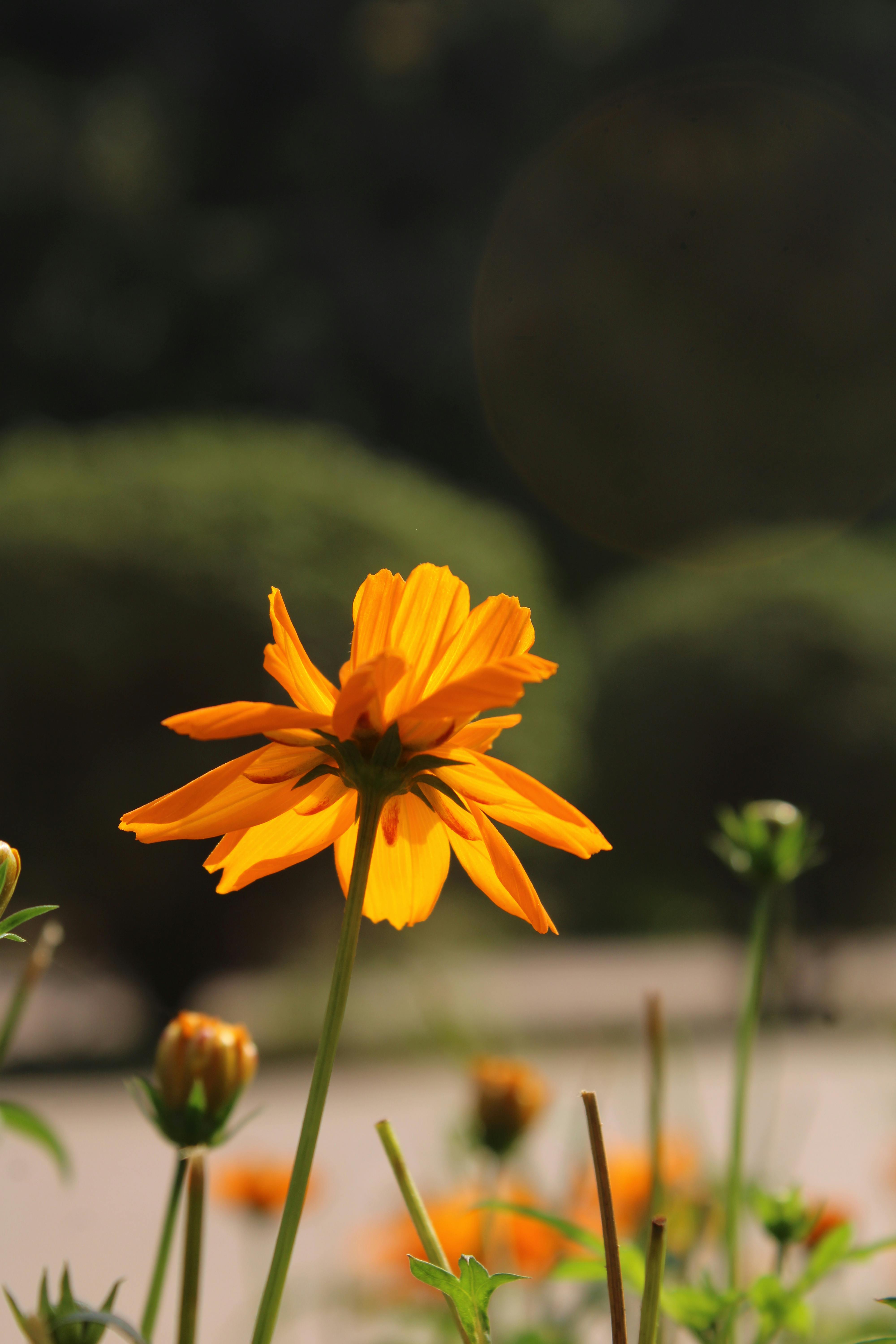 Δωρεάν Κοντινό πλάνο ενός πορτοκαλί λουλουδιού σε έναν ηλιόλουστο υπαίθριο κήπο. Φωτογραφία από στοκ φωτογραφιών