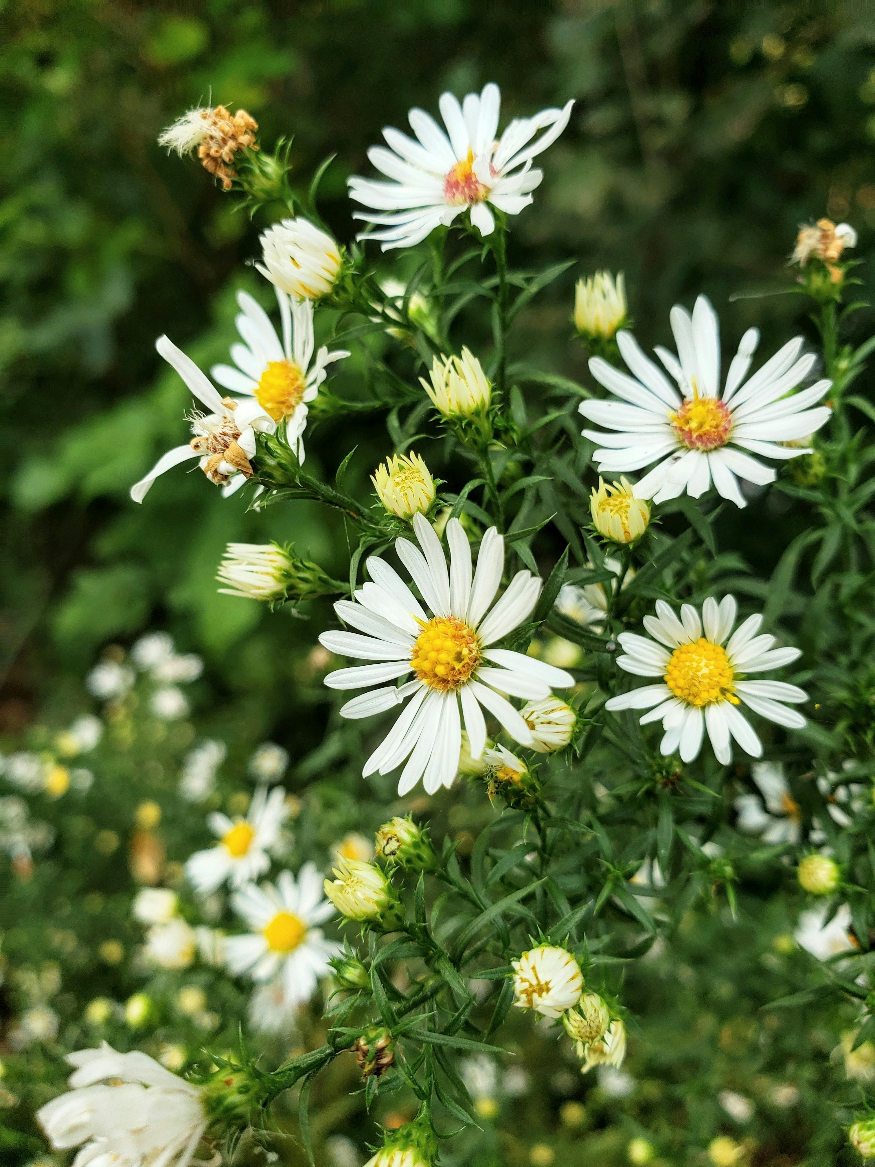 Kostenlos Nahaufnahme von leuchtend weißen Astern, die im Freien in Oak Brook, Illinois, blühen. Stock-Foto