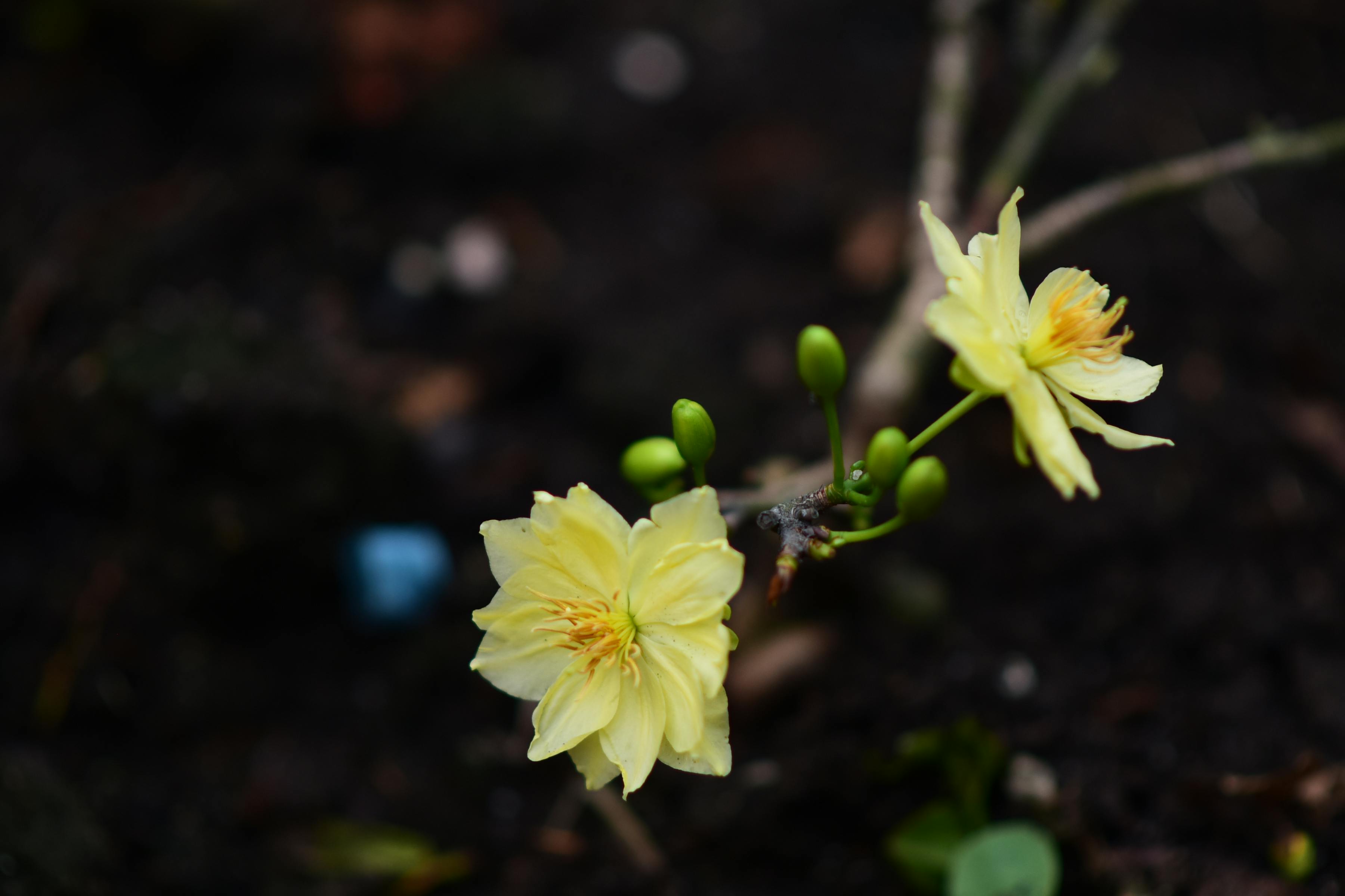 Kostenlos Leuchtend gelbe Blüten blühen auf dunklem Boden und zeigen die Schönheit und den Kontrast der Natur. Stock-Foto