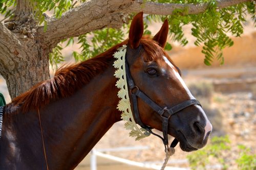 Free A tranquil Arabian horse with decorative halter resting under a tree in Muscat, Oman. Stock Photo