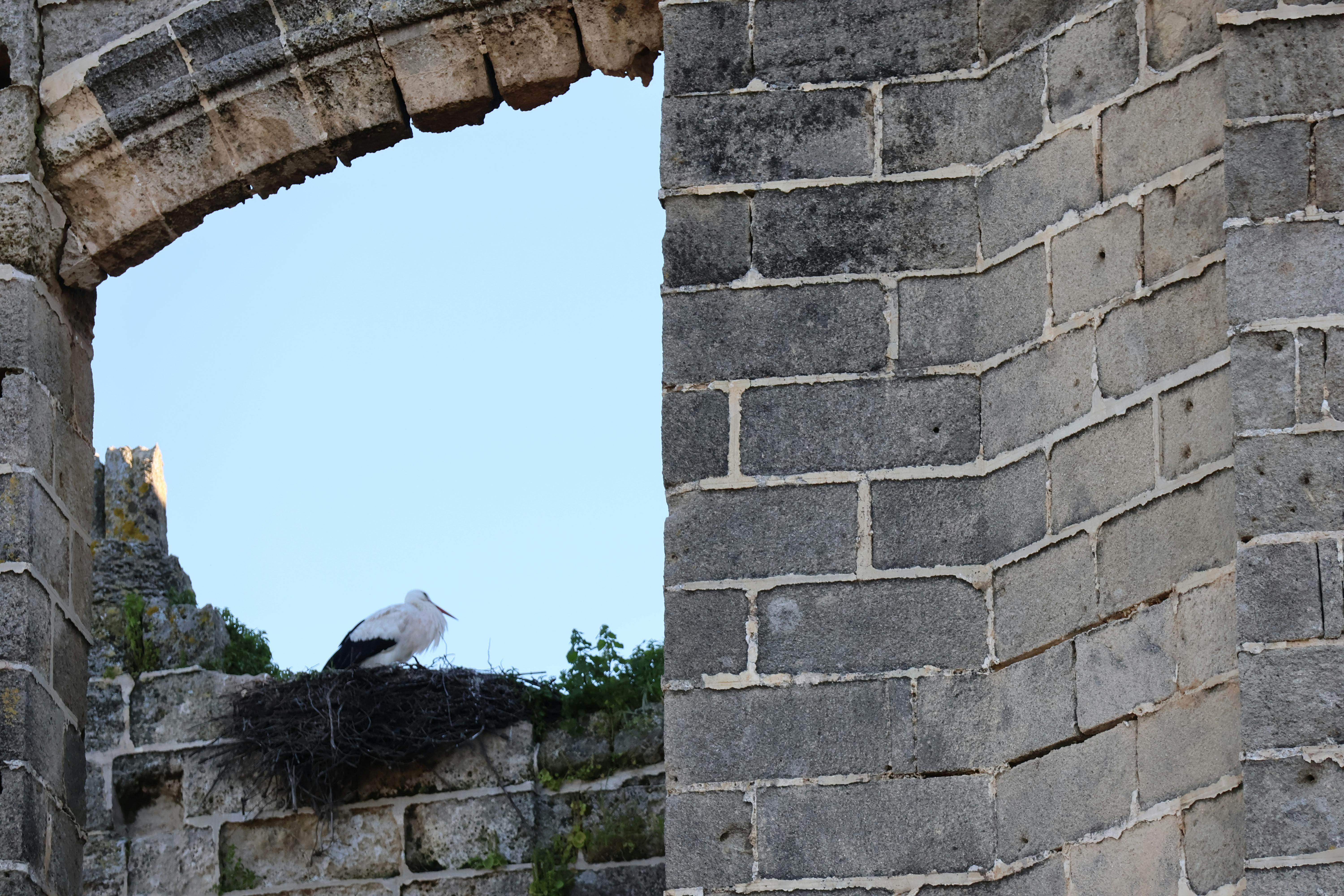 Δωρεάν Ένας πελαργός φωλιάζει σε έναν αρχαίο τοίχο στο El Puerto de Santa María, Ισπανία. Φωτογραφία από στοκ φωτογραφιών