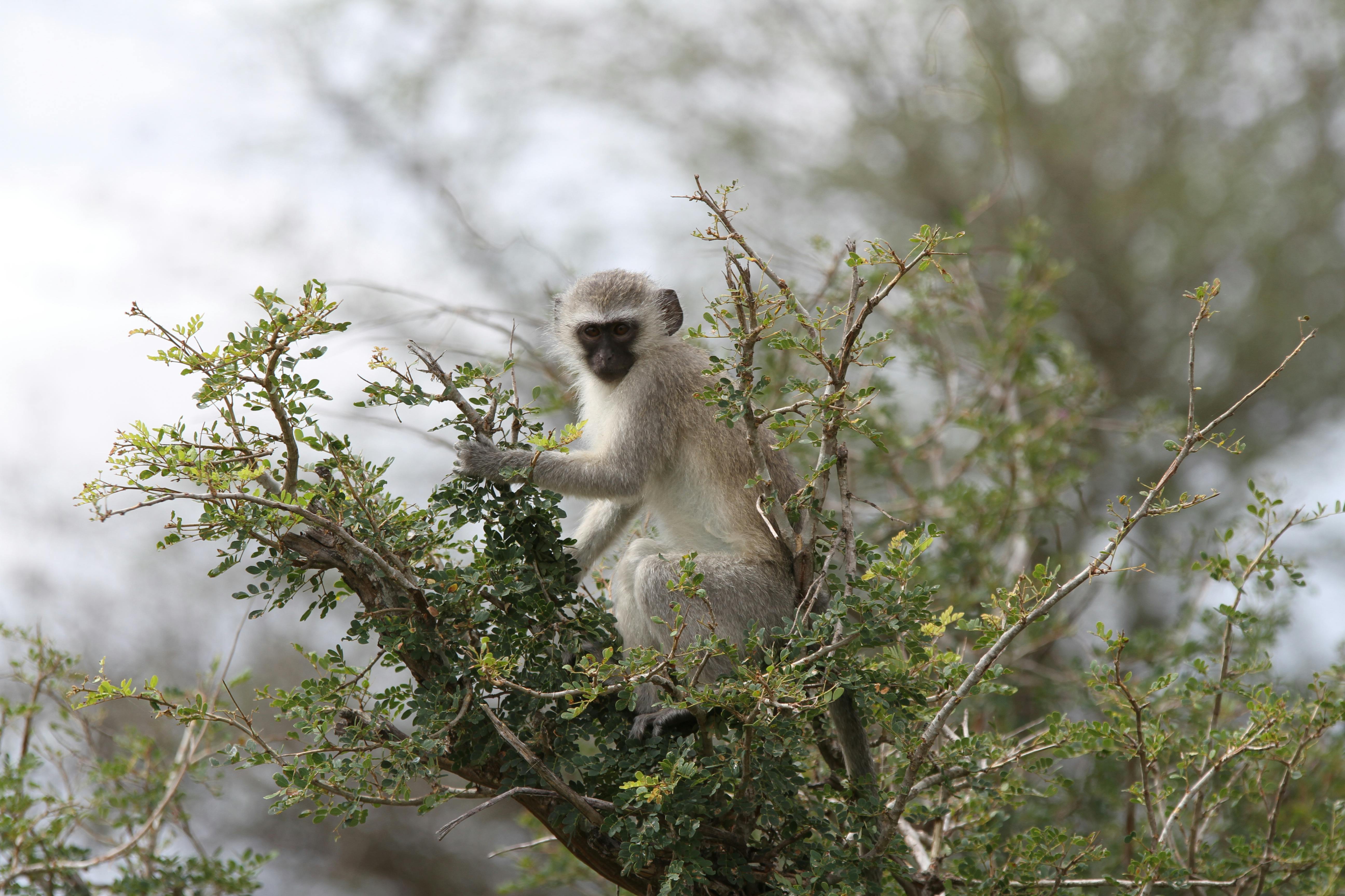 Kostenlos Eine Grüne Meerkatze sitzt in einem Baum, umgeben von Grün, aufgenommen im Freien bei Tageslicht. Stock-Foto